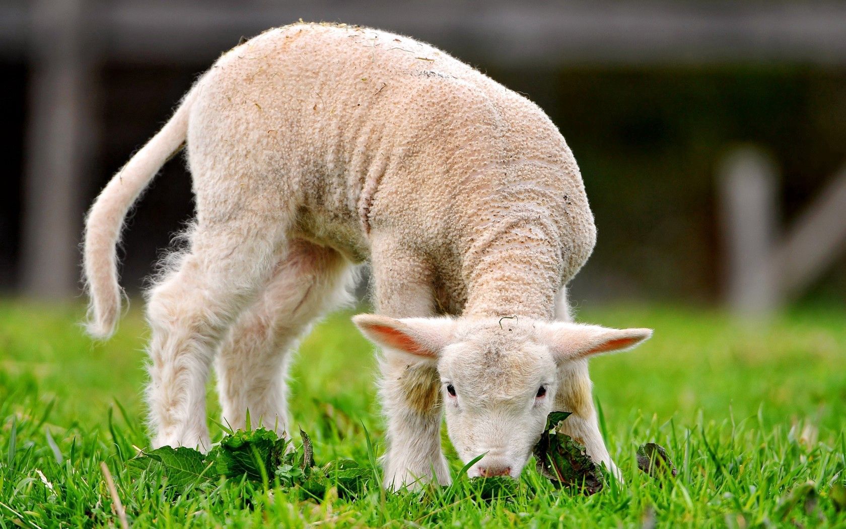 125584 скачать картинку животные, трава, овца, зелёная - обои и заставки бесплатно