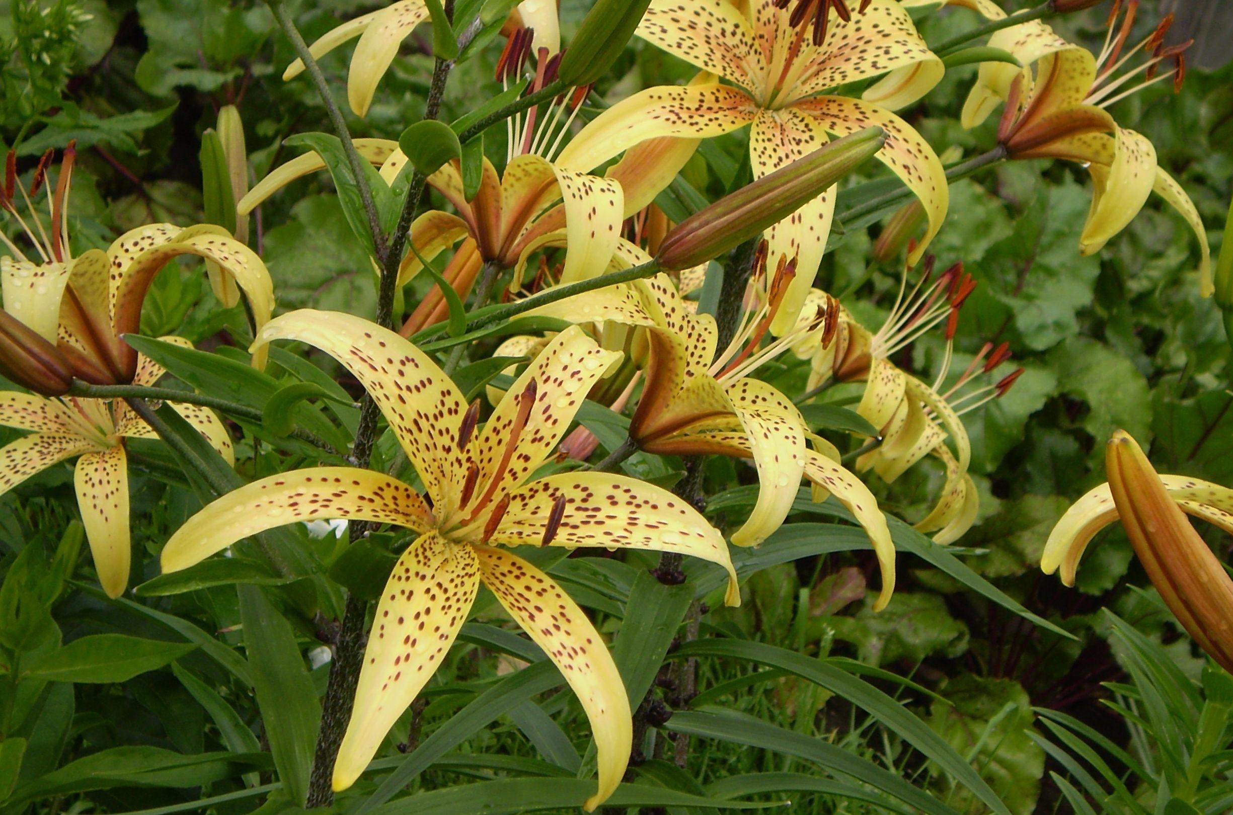 lilies, flowers, spotted, flower bed, flowerbed, stamens