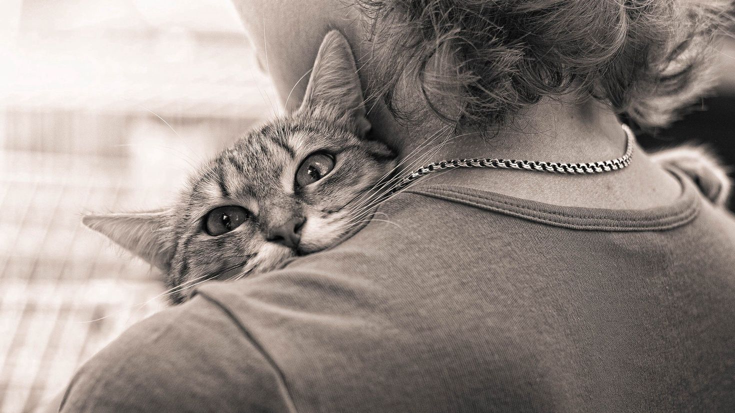 Включи котик люди. Кот обнимашки. Девушка с котом на плече. Котик на плече. Кот обнимает человека.