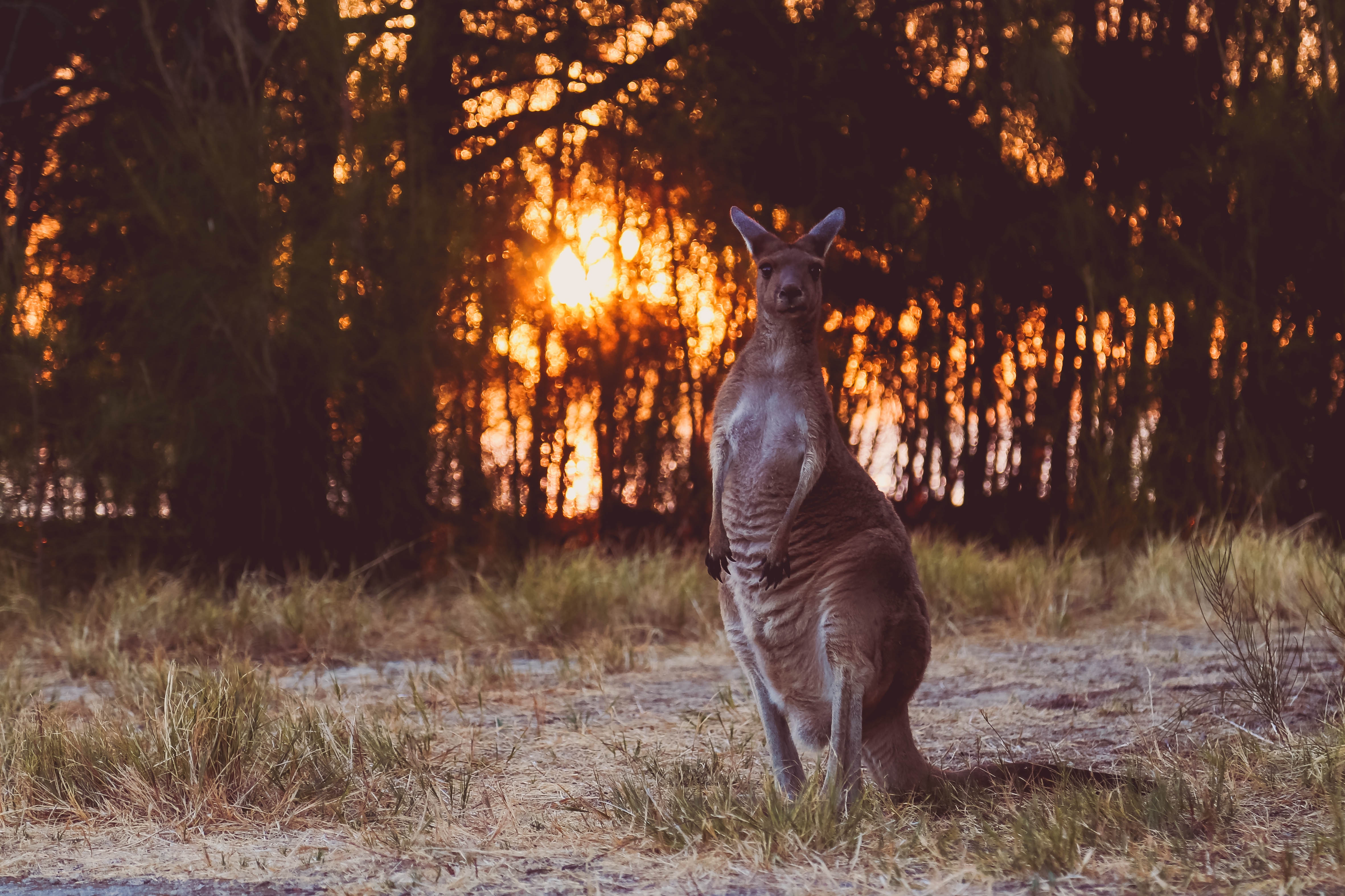 Laden Sie das Sunset, Kangaroo, Wildlife, Wilde Natur, Komisch, Tiere, Lustig-Bild kostenlos auf Ihren PC-Desktop herunter