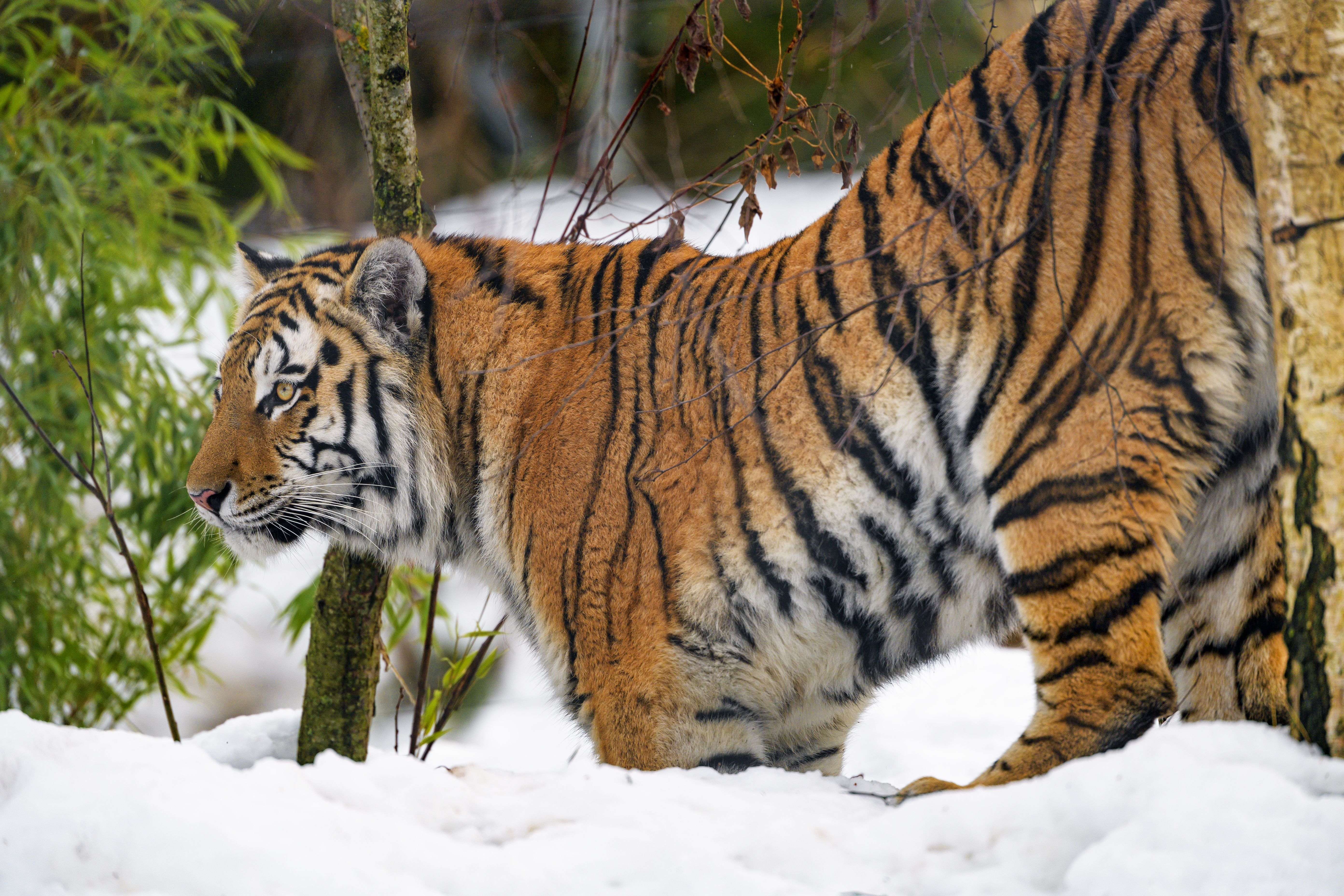 Download mobile wallpaper Snow, Animals, Predator, Animal, Big Cat, Wildlife, Tiger for free.