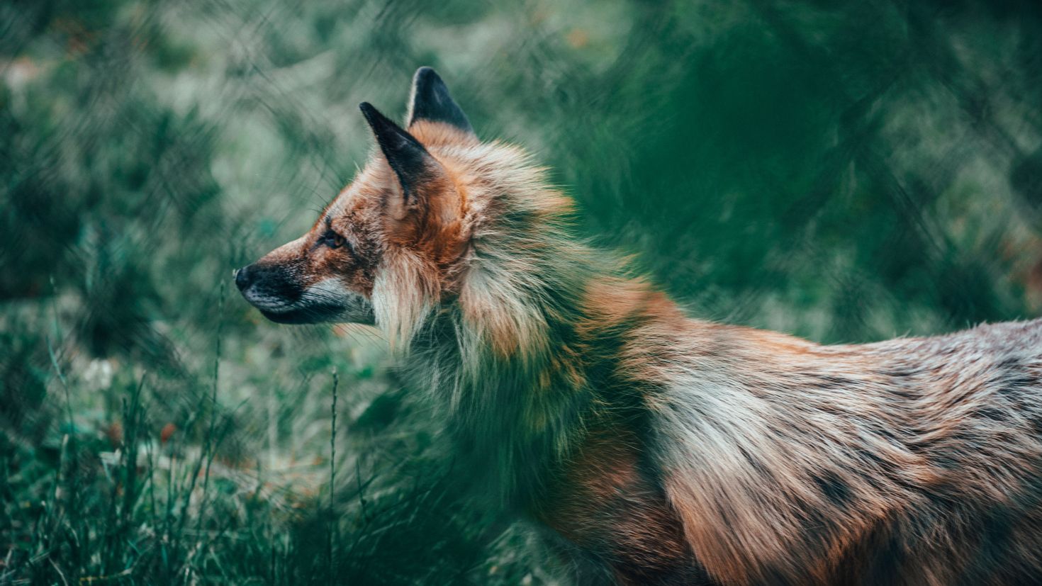 Fox in forest. Природа и животные. Лисы. Заставка на рабочий стол лиса. Лиса HD.