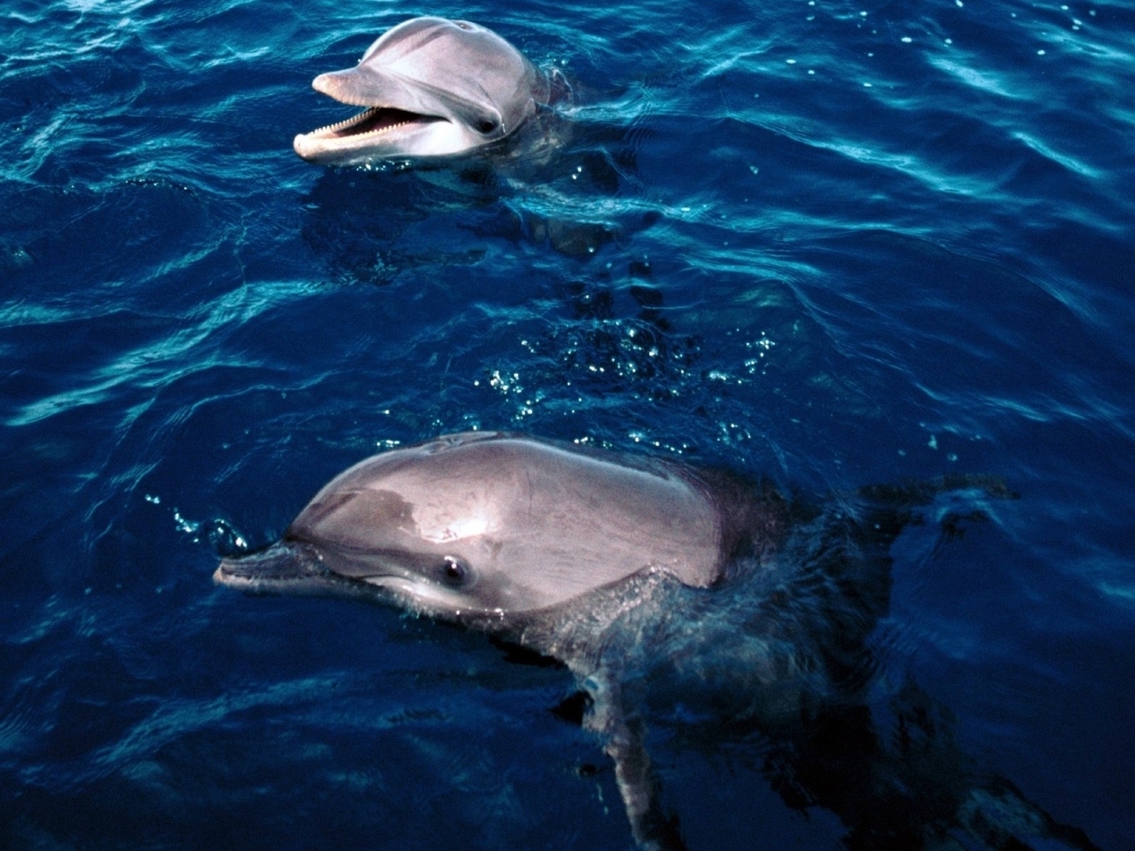 animals, dolfins, sea, blue Free Stock Photo