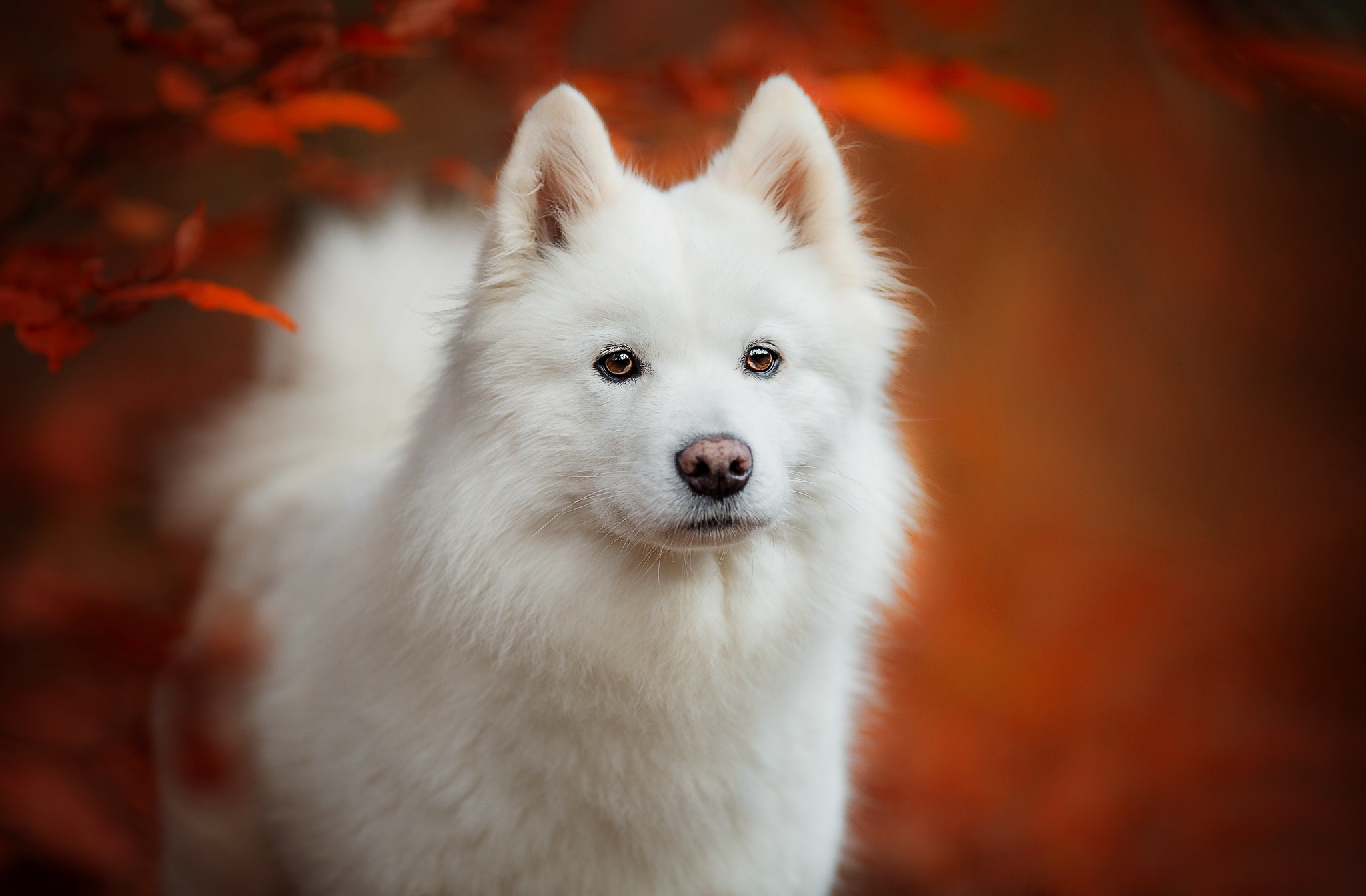 466989 descargar imagen animales, samoyedo, perro, perros: fondos de pantalla y protectores de pantalla gratis