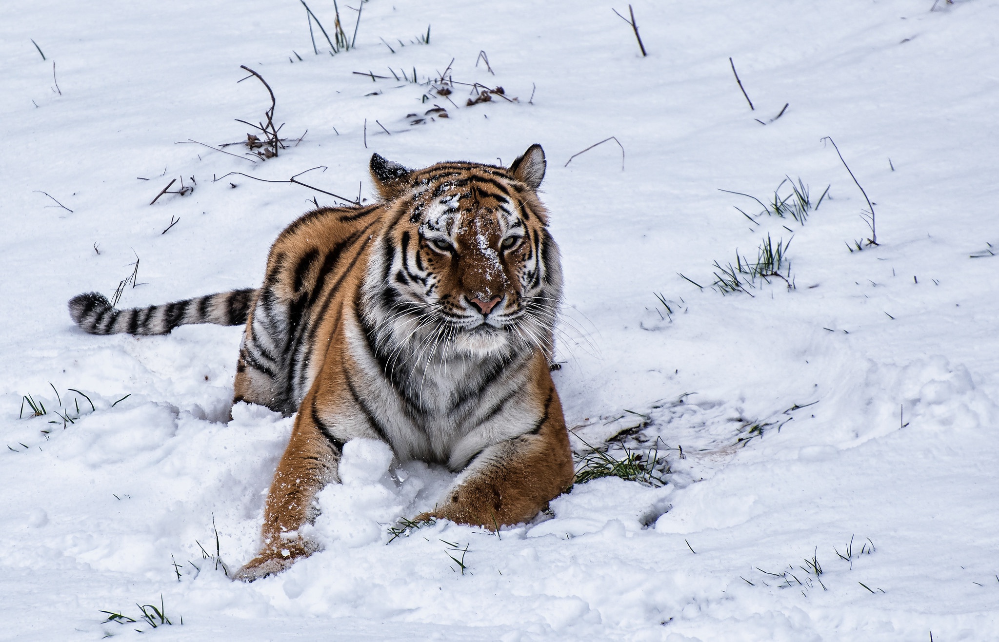 Уссурийский тигр зимой
