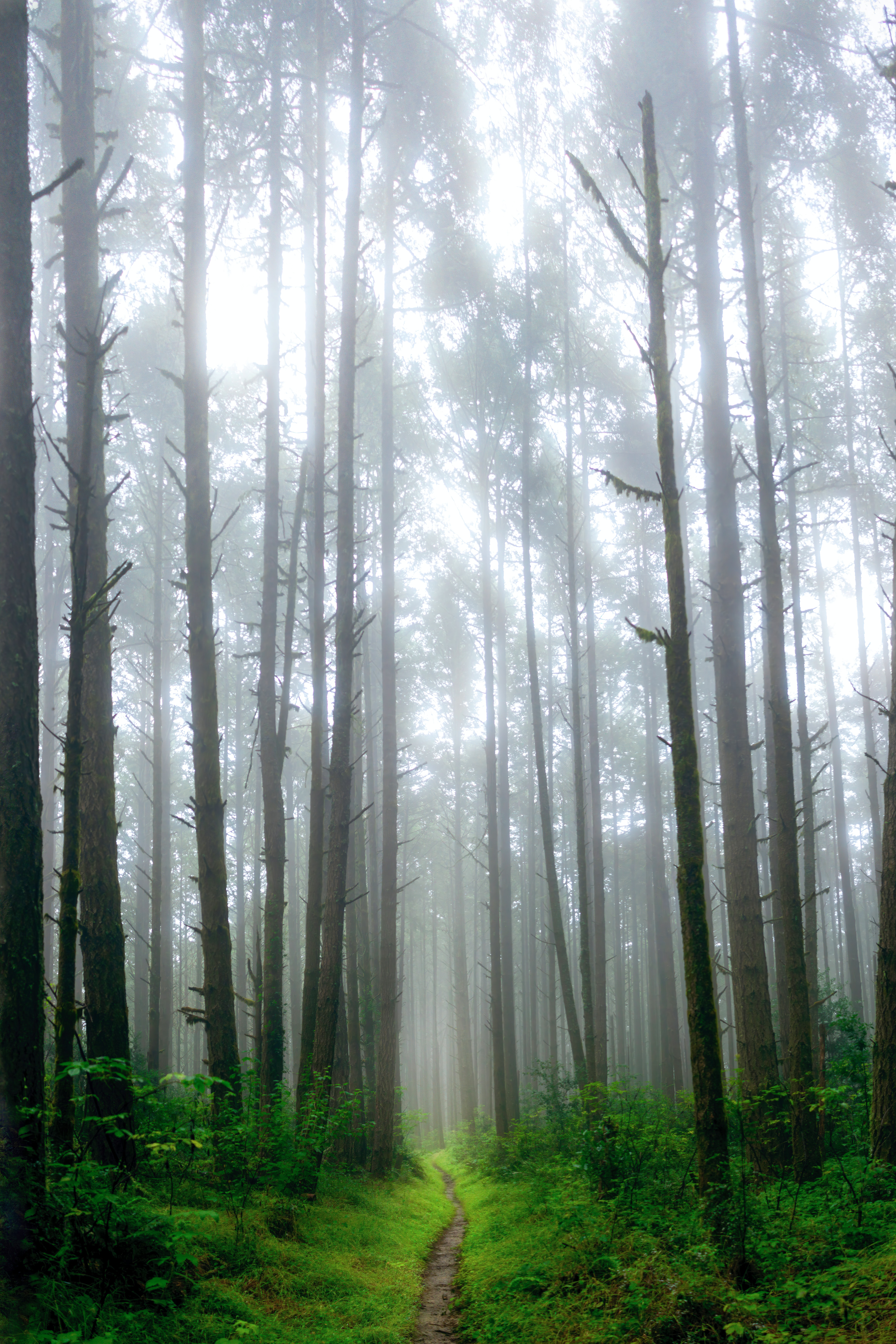 grass, fog, trees, nature, forest, path Full HD
