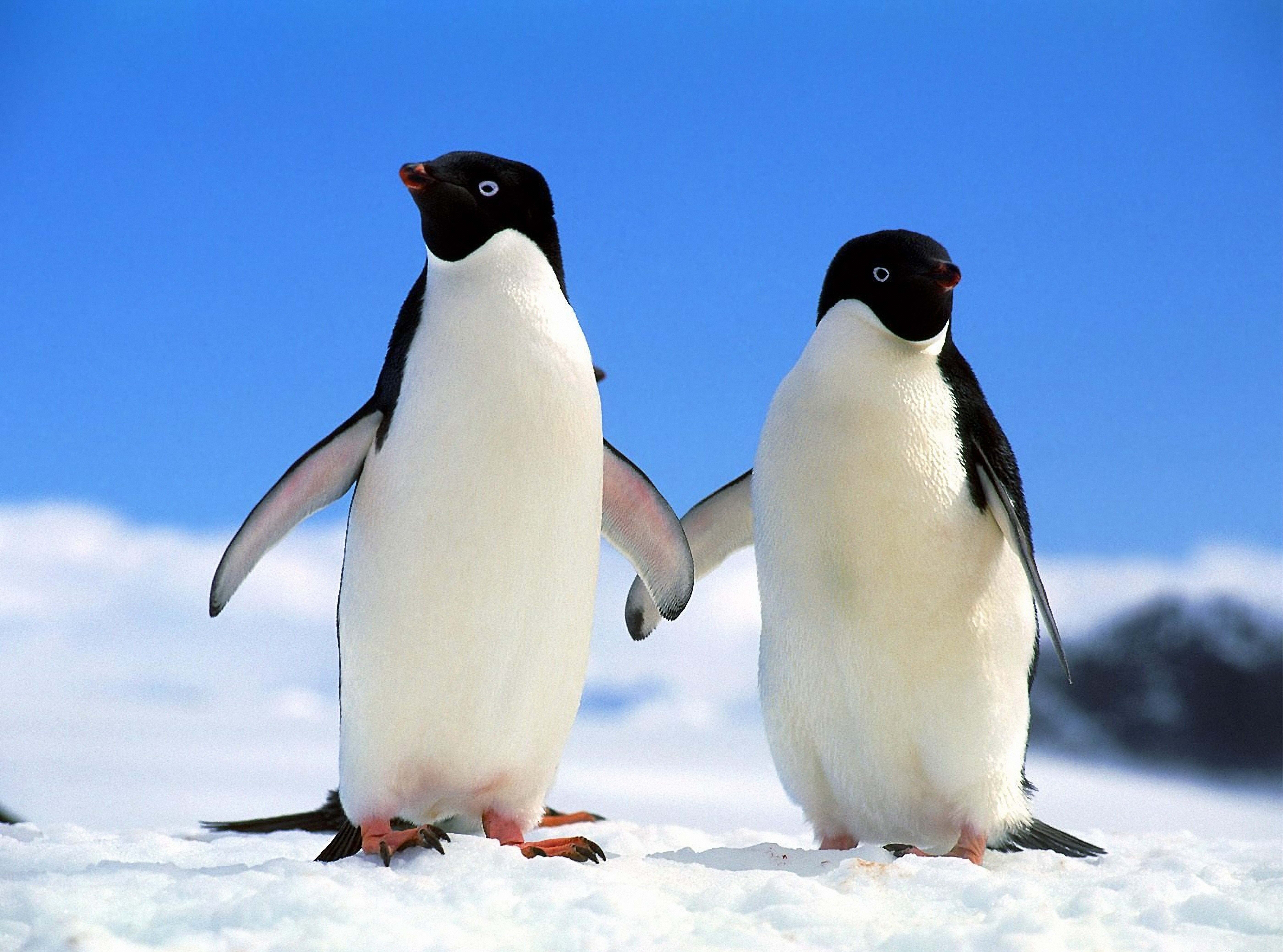 110814 завантажити шпалери тварини, зима, пінгвіни, пара, північ - заставки і картинки безкоштовно