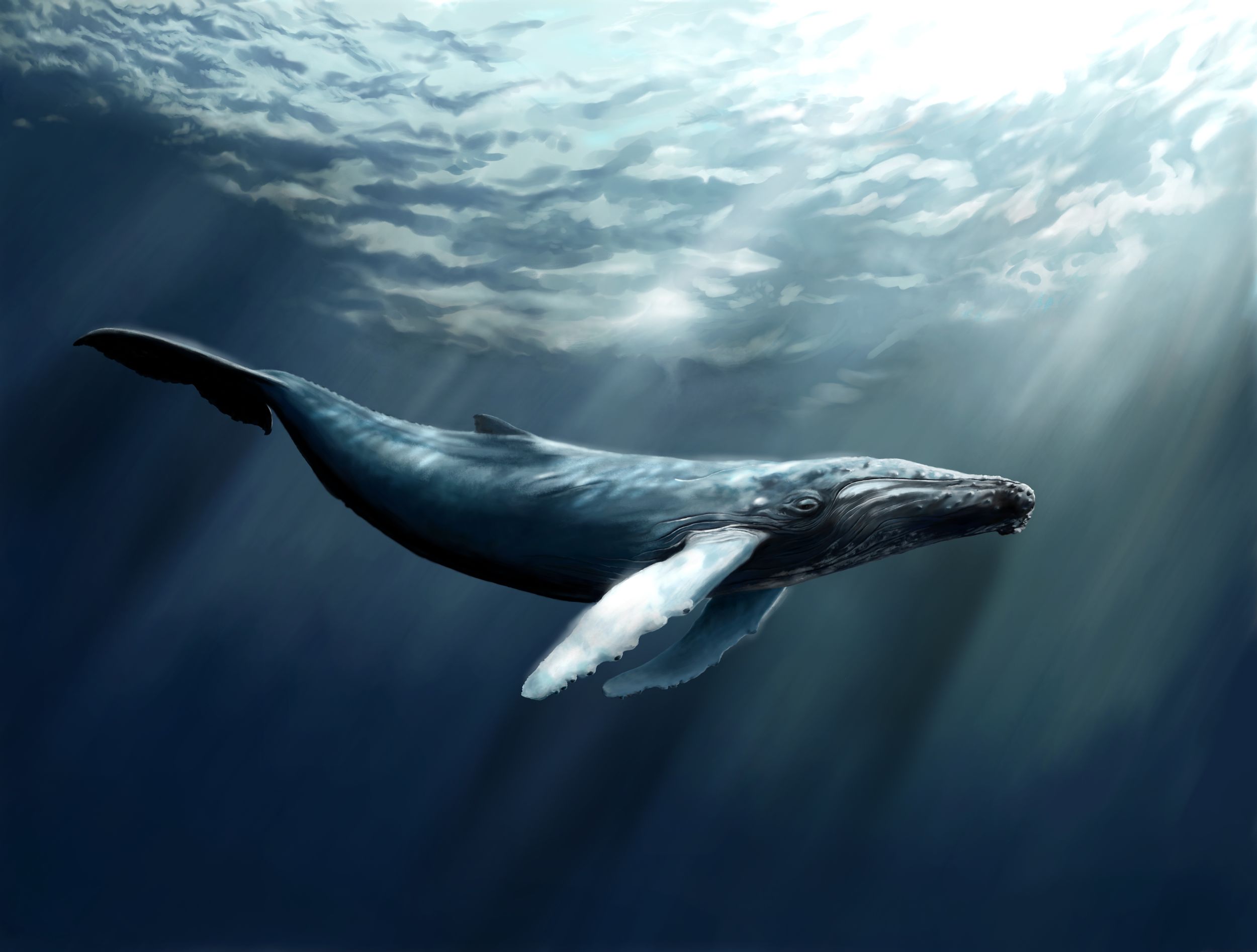 Пятидесятидвухгерцевый кит