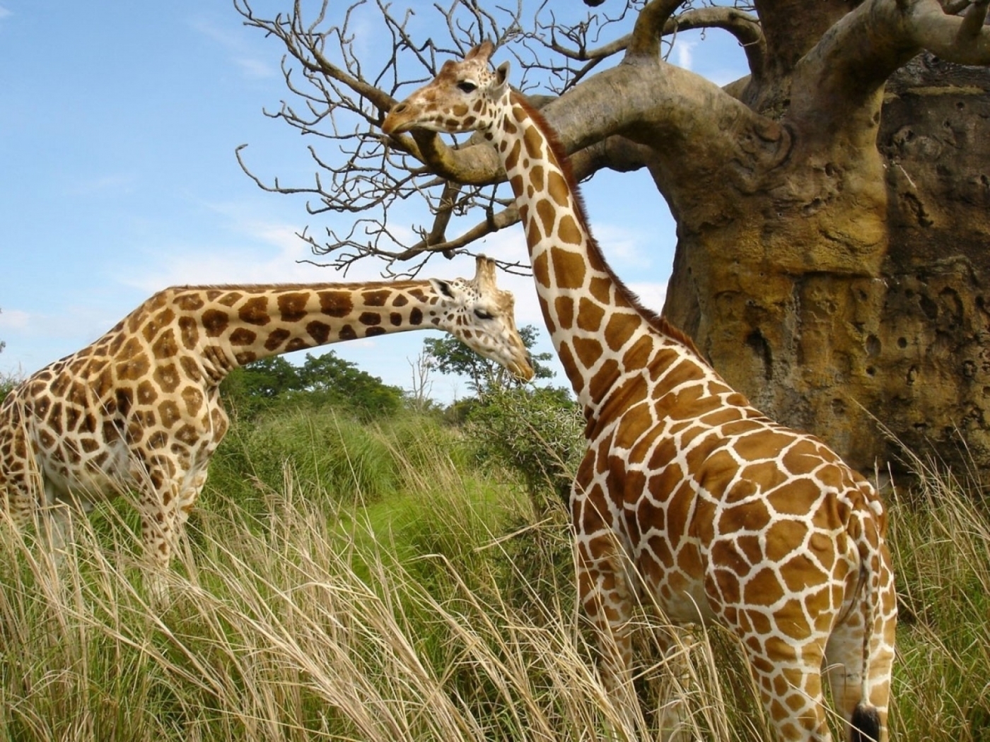 47170 Bild herunterladen tiere, giraffen, gelb - Hintergrundbilder und Bildschirmschoner kostenlos