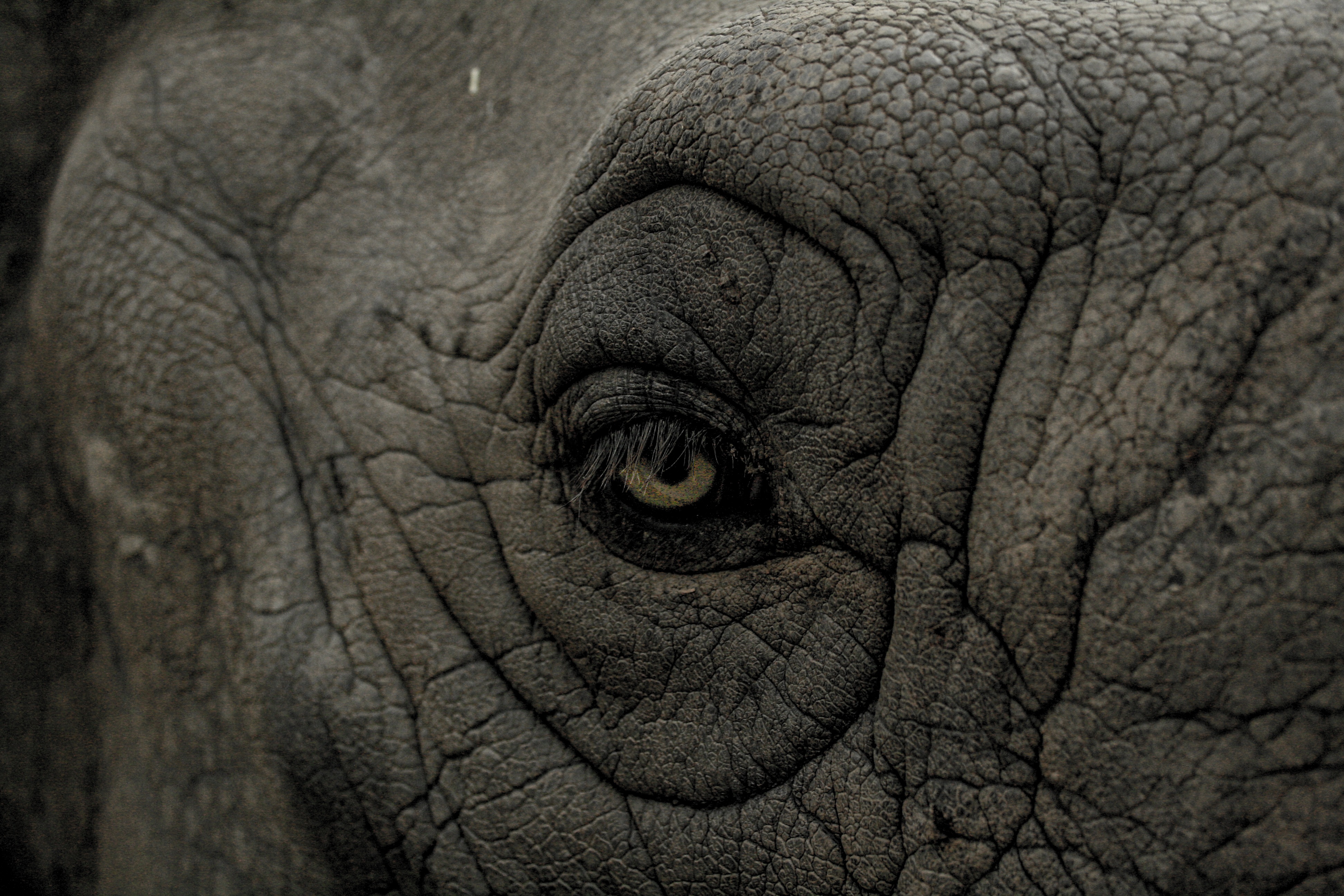 animals, folds, pleating, rhinoceros, eye cellphone