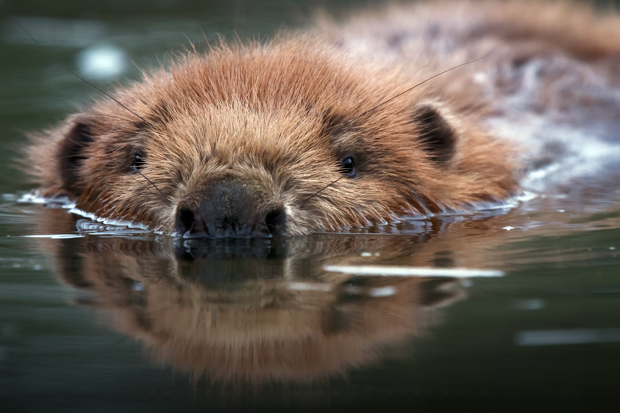 beaver, animal, reflection, water 1080p