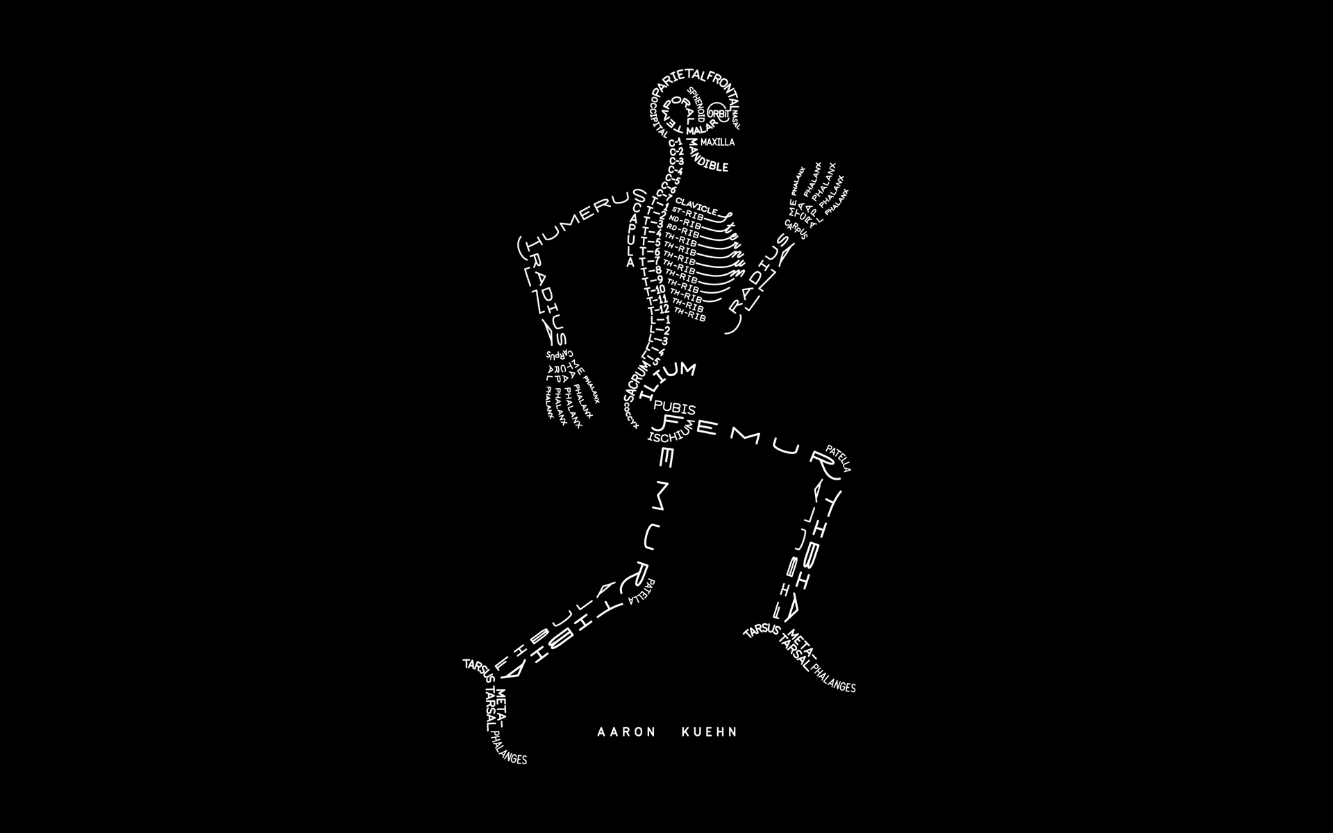 black, artistic, anatomy, black & white, bones, skeleton