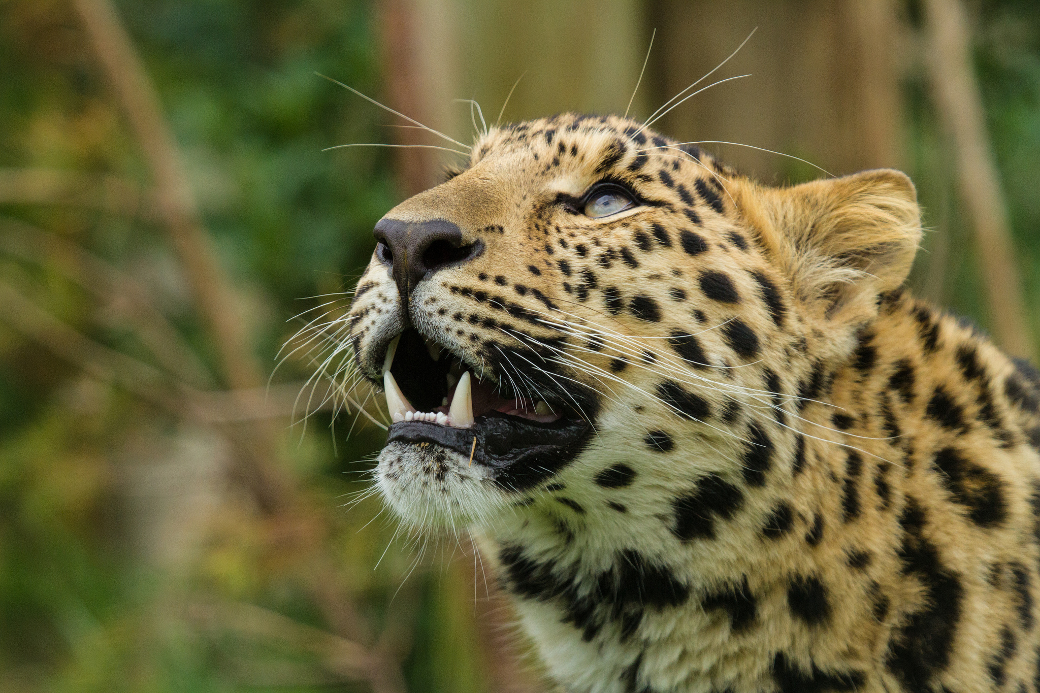 141592 Hintergrundbild herunterladen tiere, amur leopard, leopard, grinsen, grin, schnauze, raubtier, predator - Bildschirmschoner und Bilder kostenlos