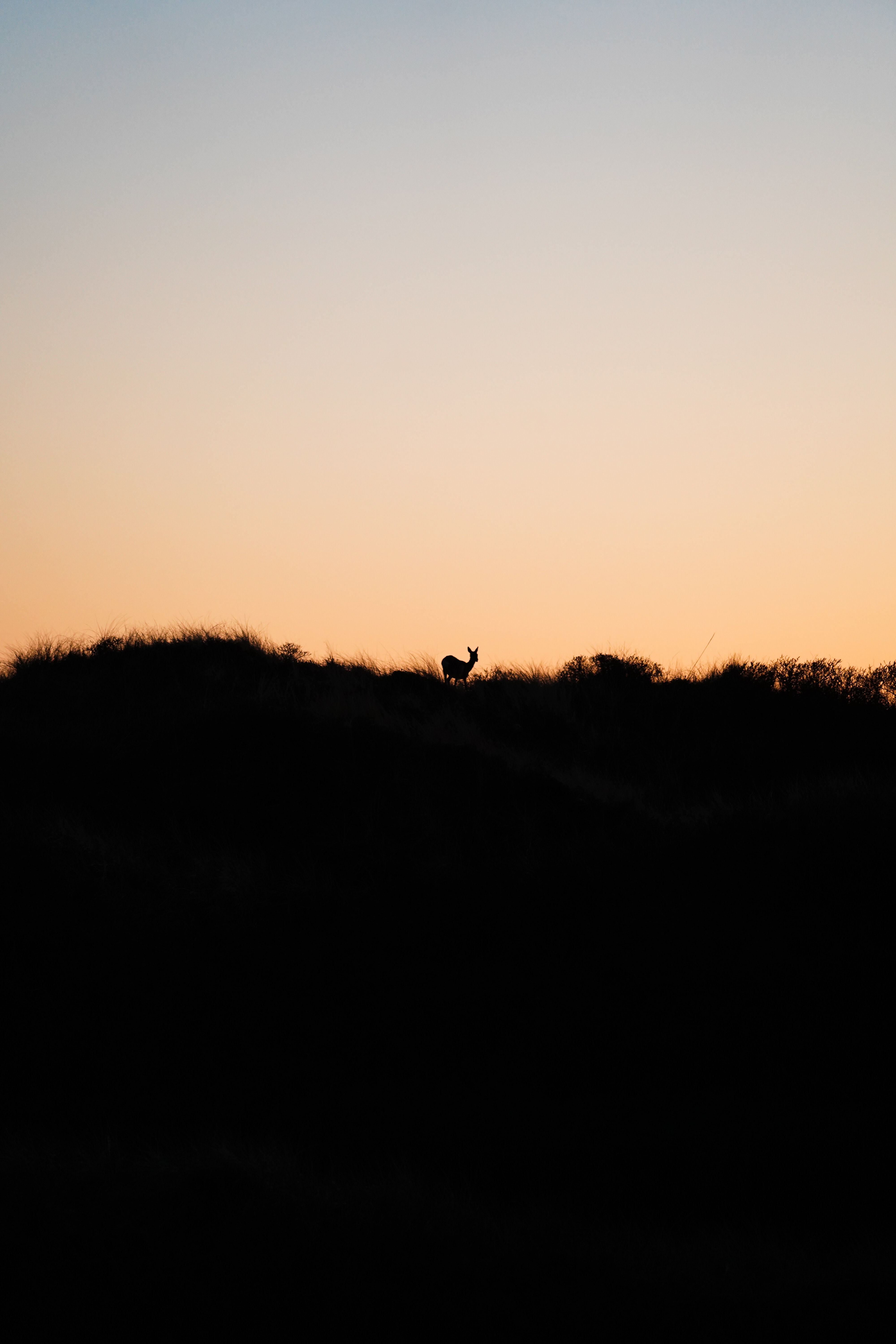 animals, deer, sunset, horizon, silhouette Desktop Wallpaper
