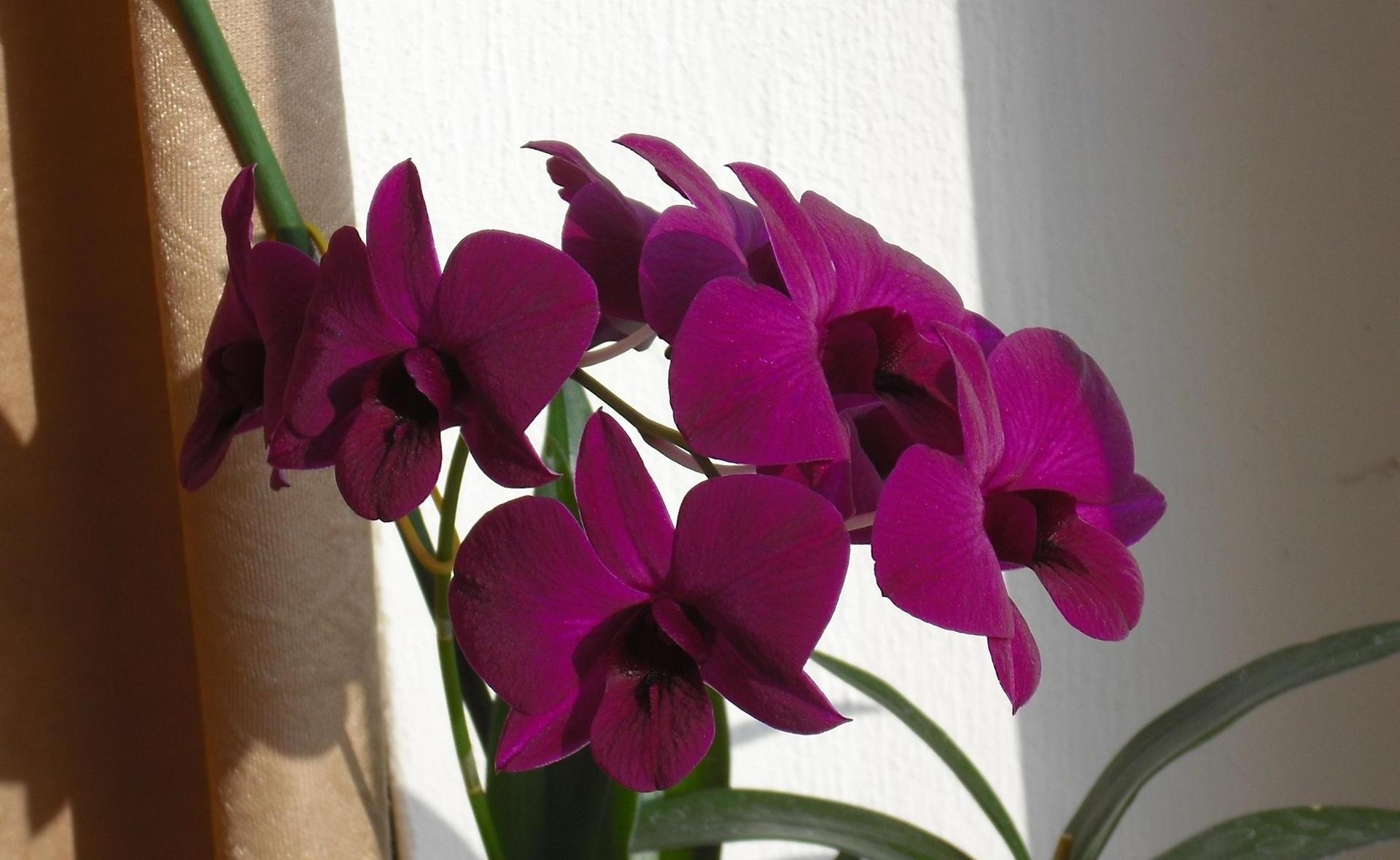 105637 descargar fondo de pantalla orquídeas, flores, rama, cortina: protectores de pantalla e imágenes gratis
