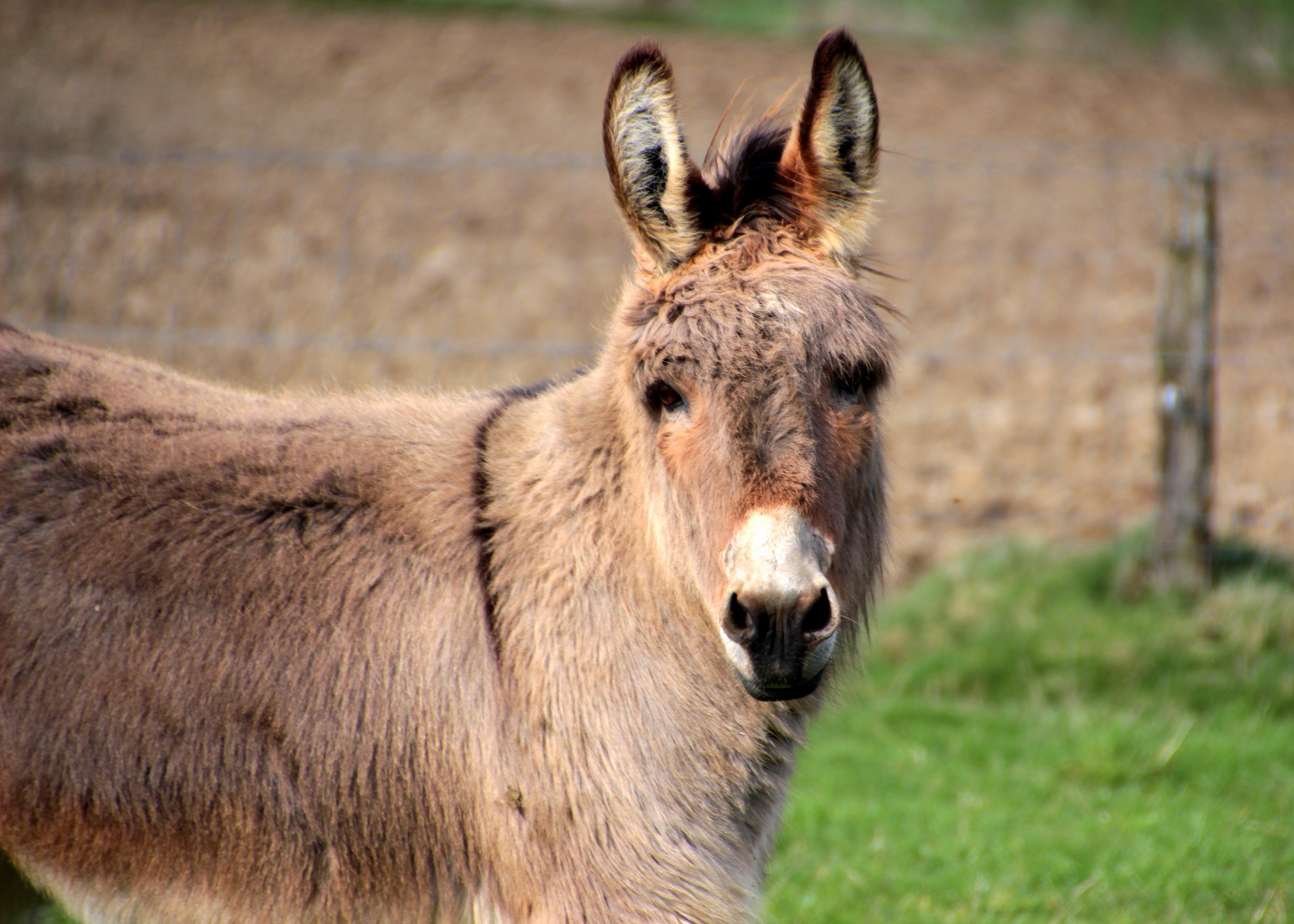 Download mobile wallpaper Donkey, Muzzle, Animal, Animals for free.