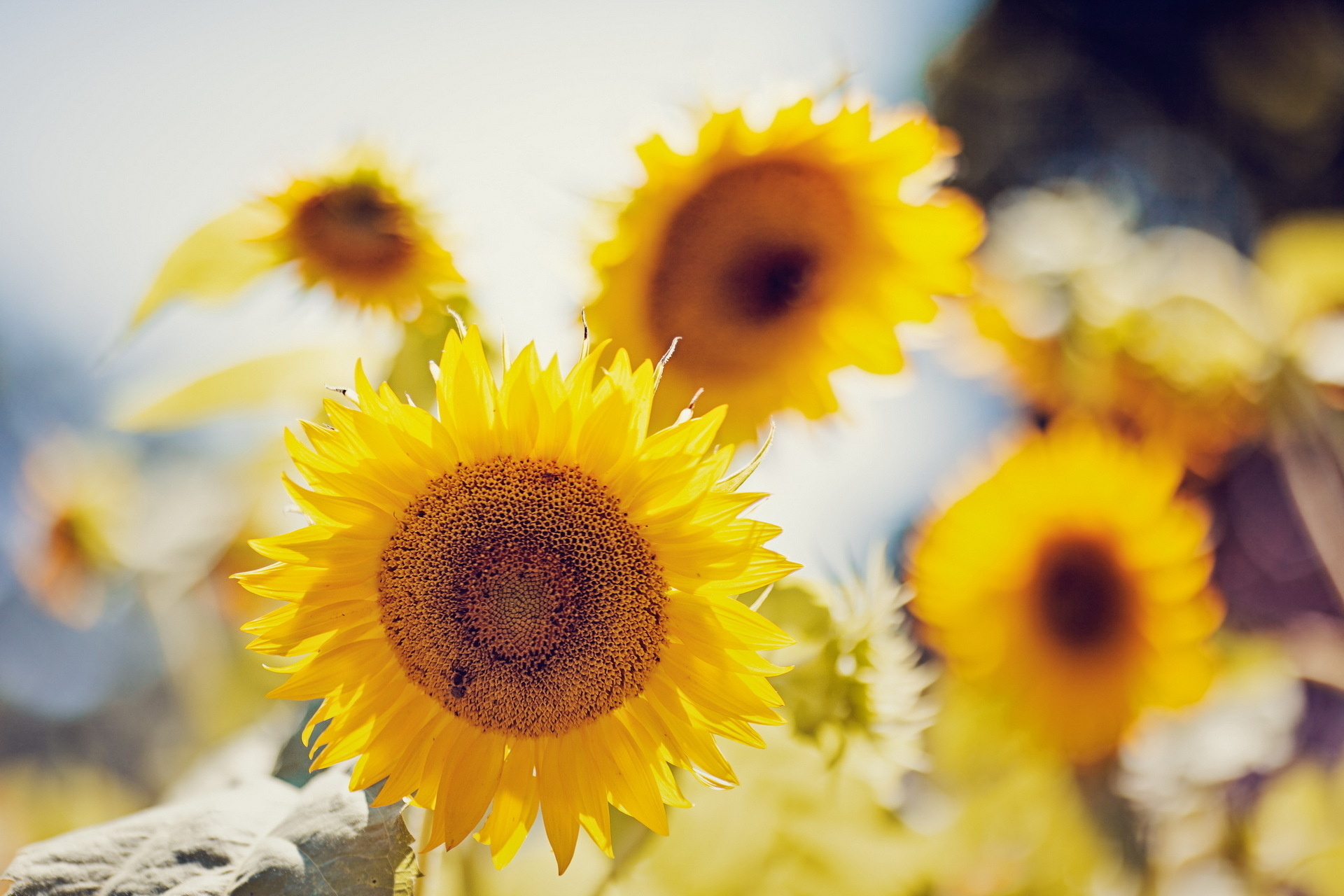 Download mobile wallpaper Plants, Sunflowers for free.