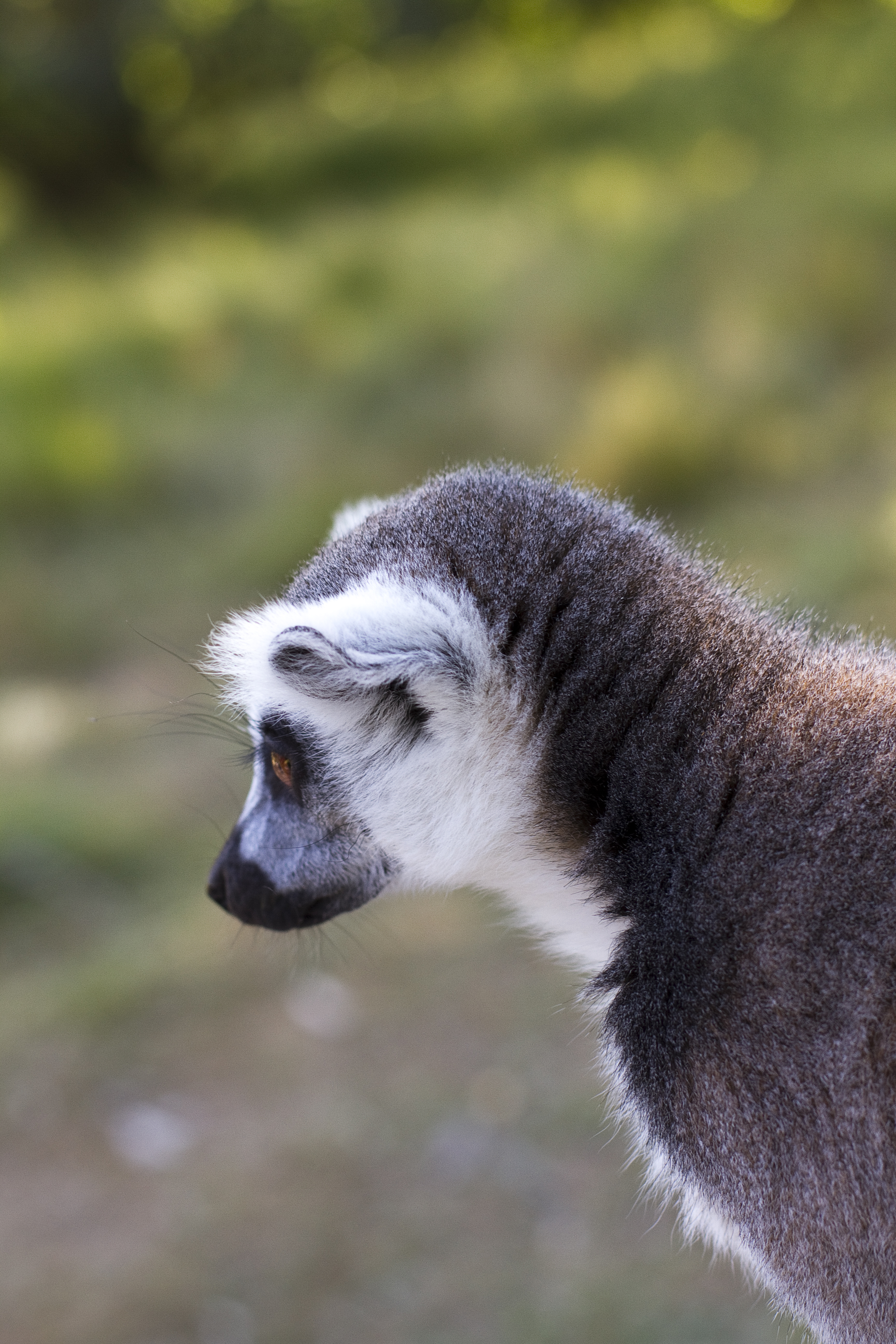 Download mobile wallpaper Lemur, Animal, Animals, Grey, Wildlife for free.