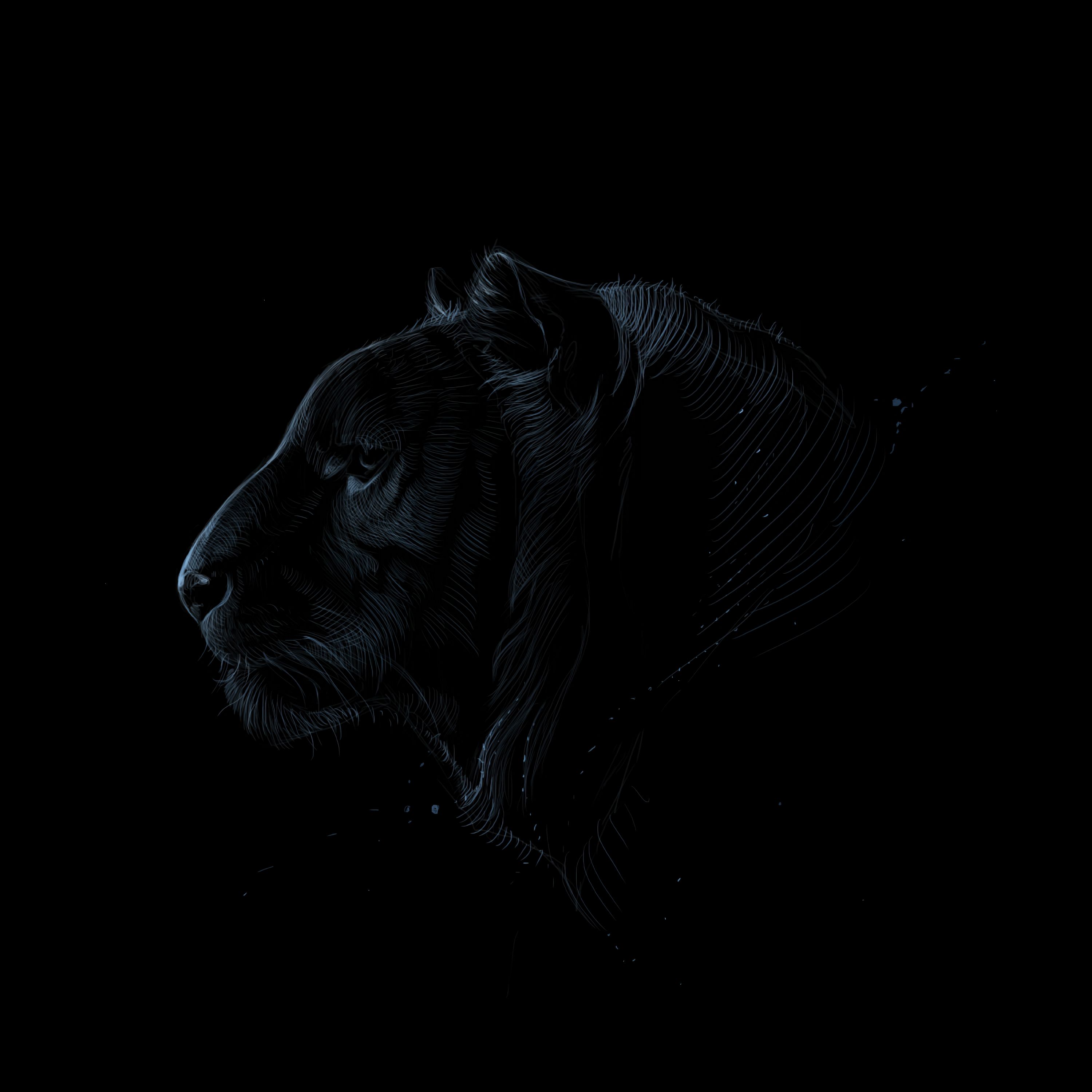 Download mobile wallpaper Profile, Predator, Tiger, Dark, Art for free.