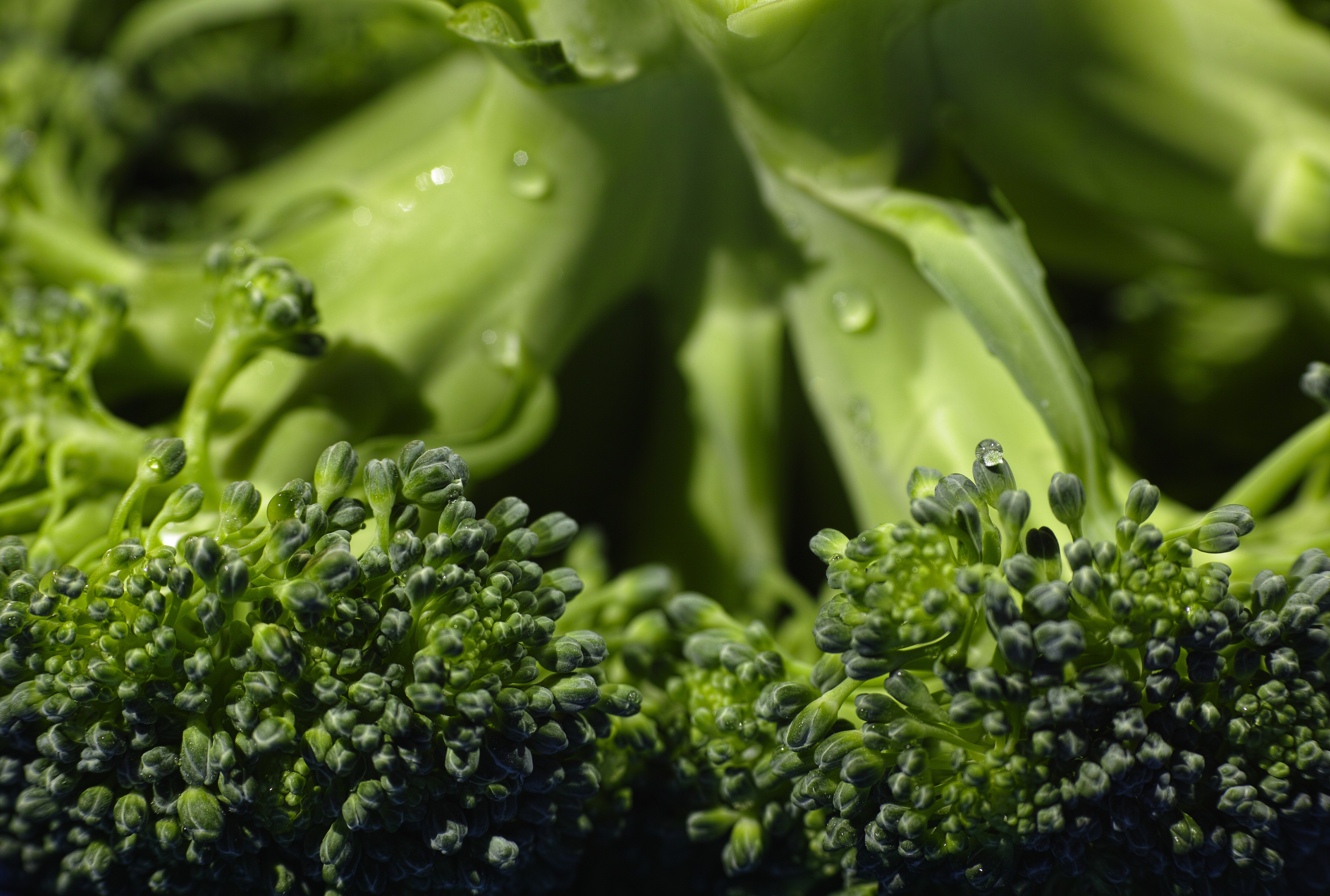 Download mobile wallpaper Broccoli, Cabbage, Macro, Close Up, Vegetable for free.
