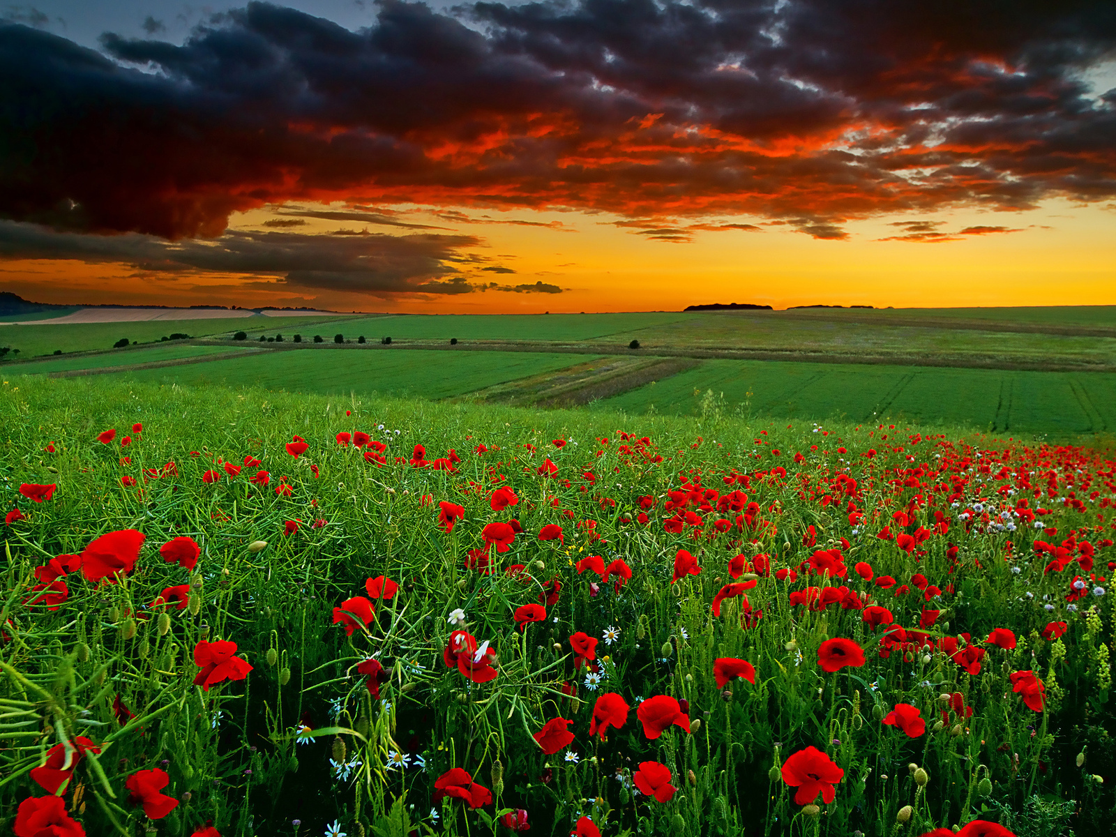 flowers, sky, landscape, poppies, fields, plants 1080p