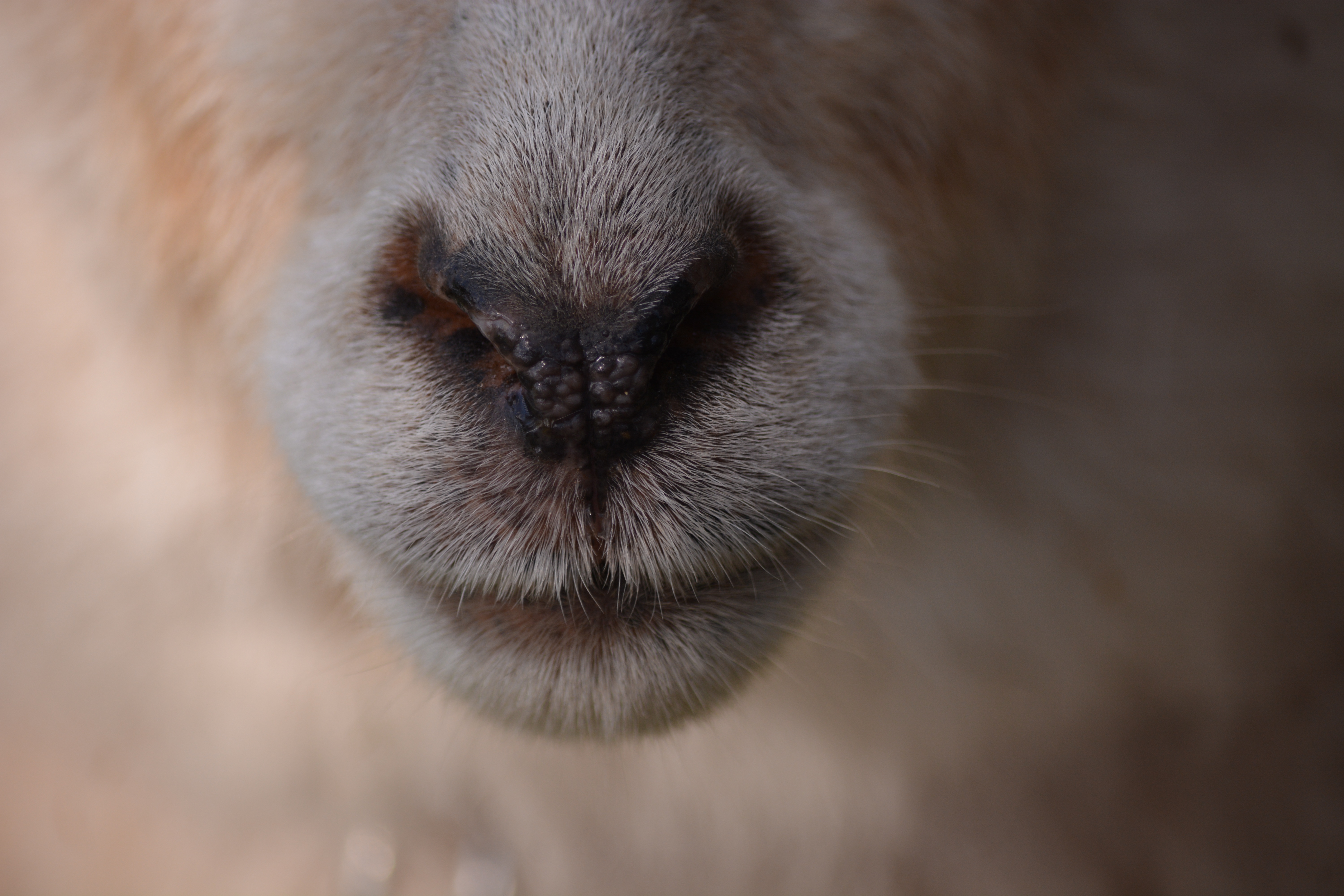 Download mobile wallpaper Nose, Wool, Sheep, Animals for free.