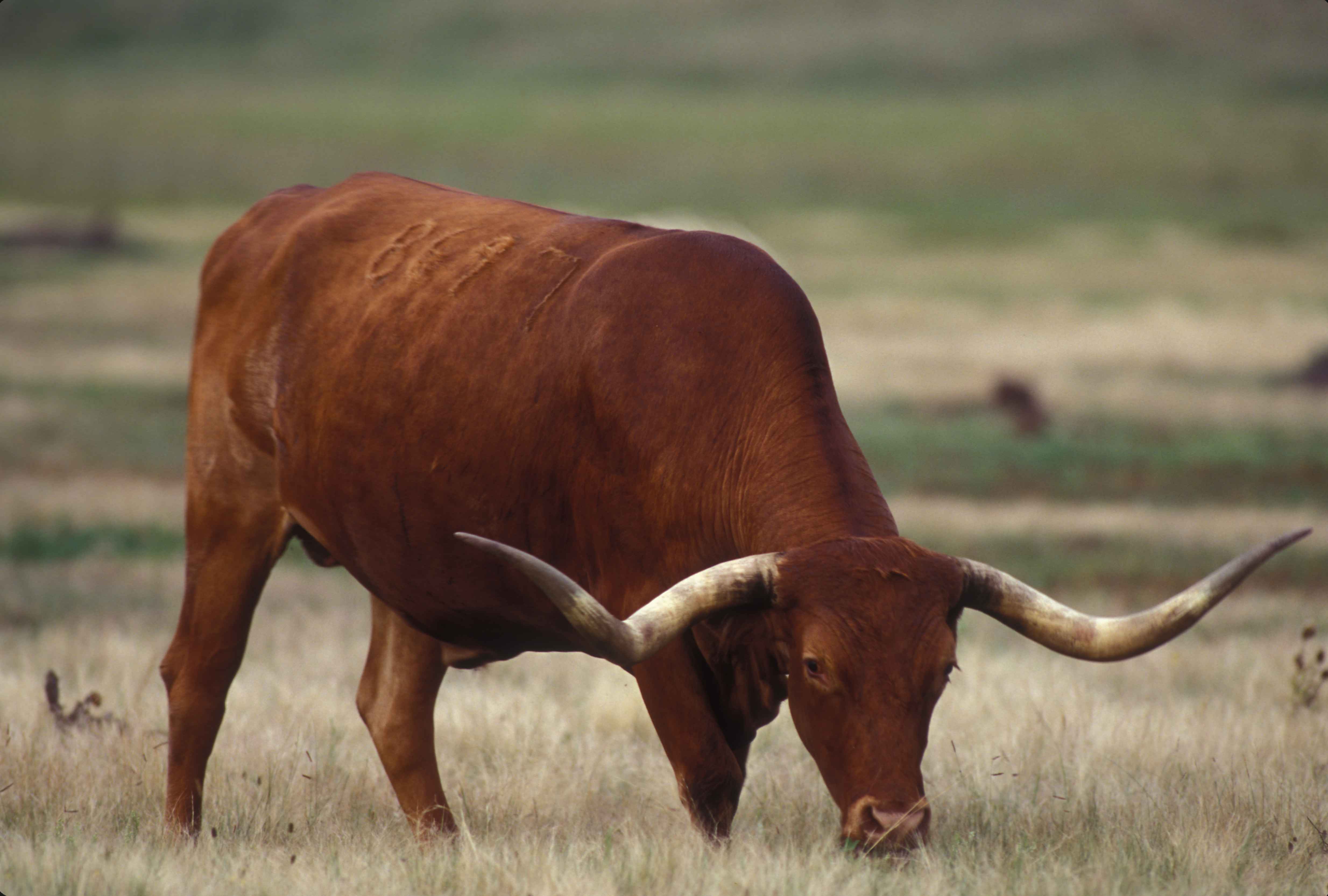 animal, longhorn cattle, cattle images