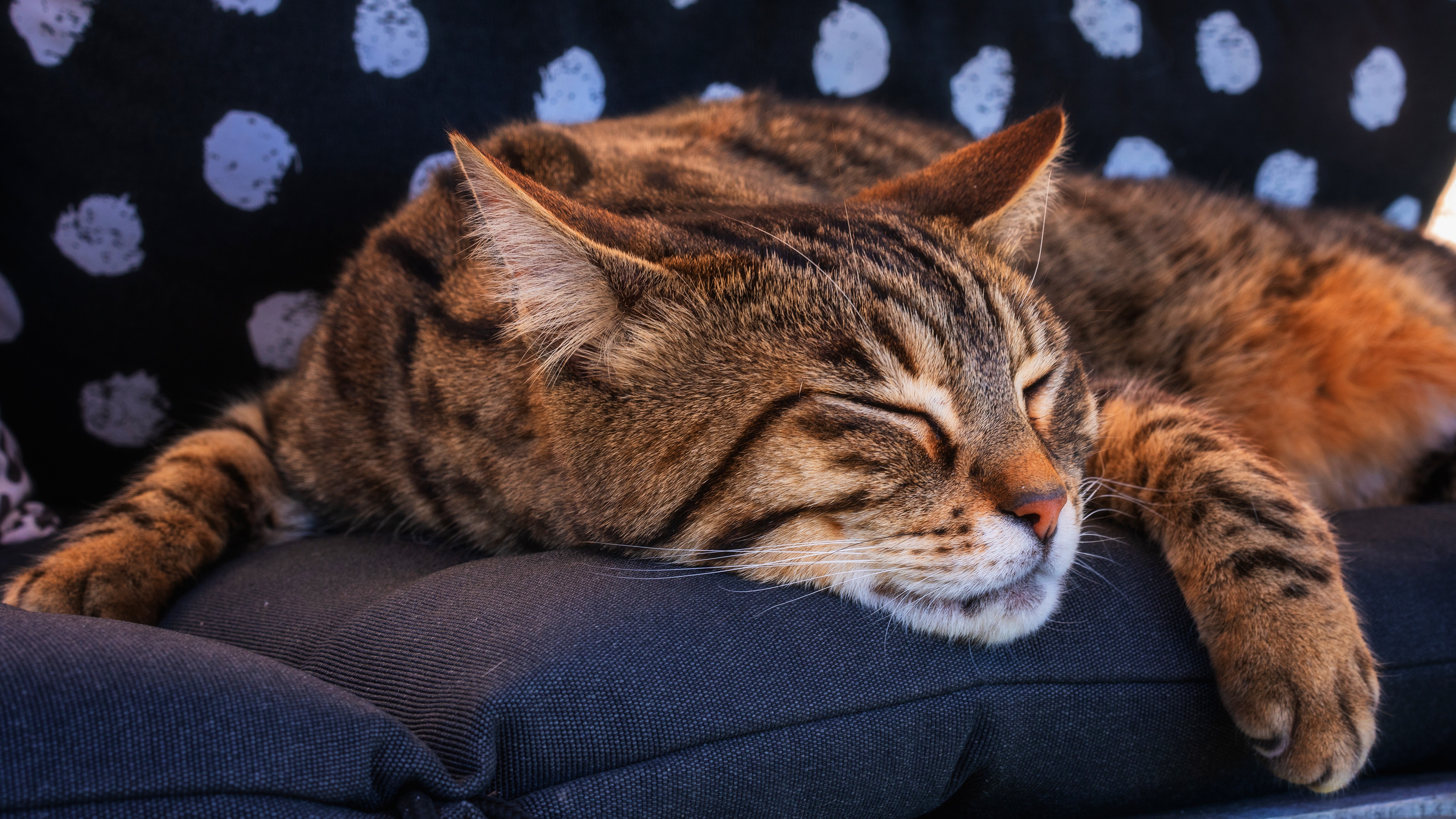 Дикие кошки сон. Бенгальский кот. Спящий кот. Спящие кошки. Спящий полосатый кот.