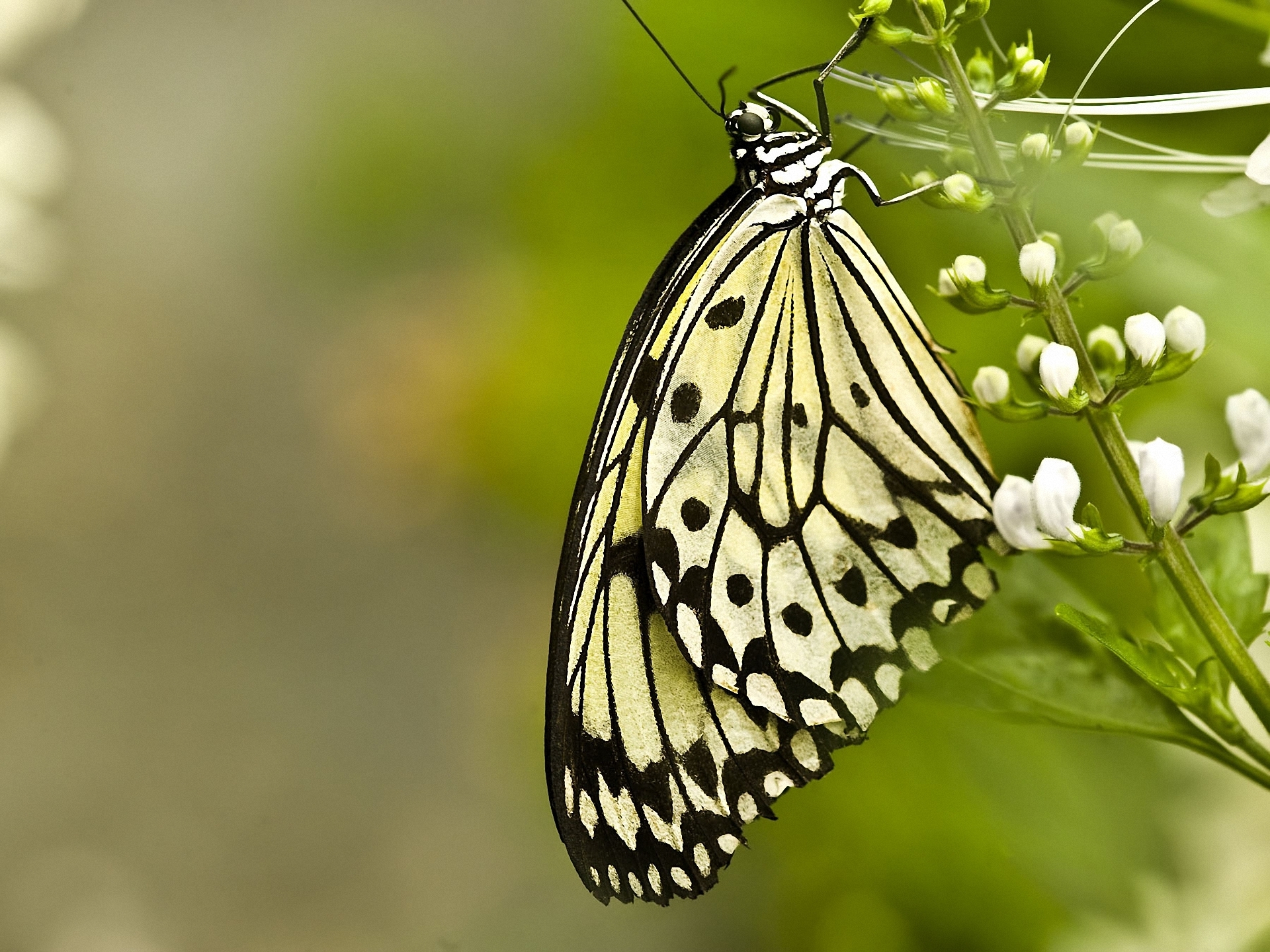 Танзанийская диадема бабочка