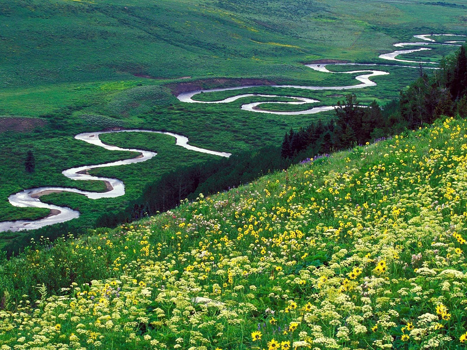 91792 скачать картинку поляна, природа, цветы, река, горы, изгибы - обои и заставки бесплатно