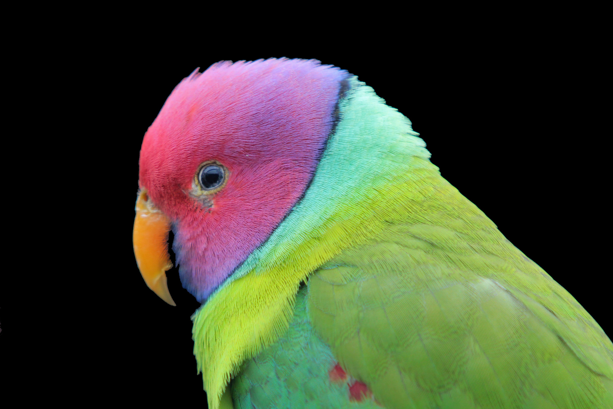 animal, parrot, plum headed parakeet, birds