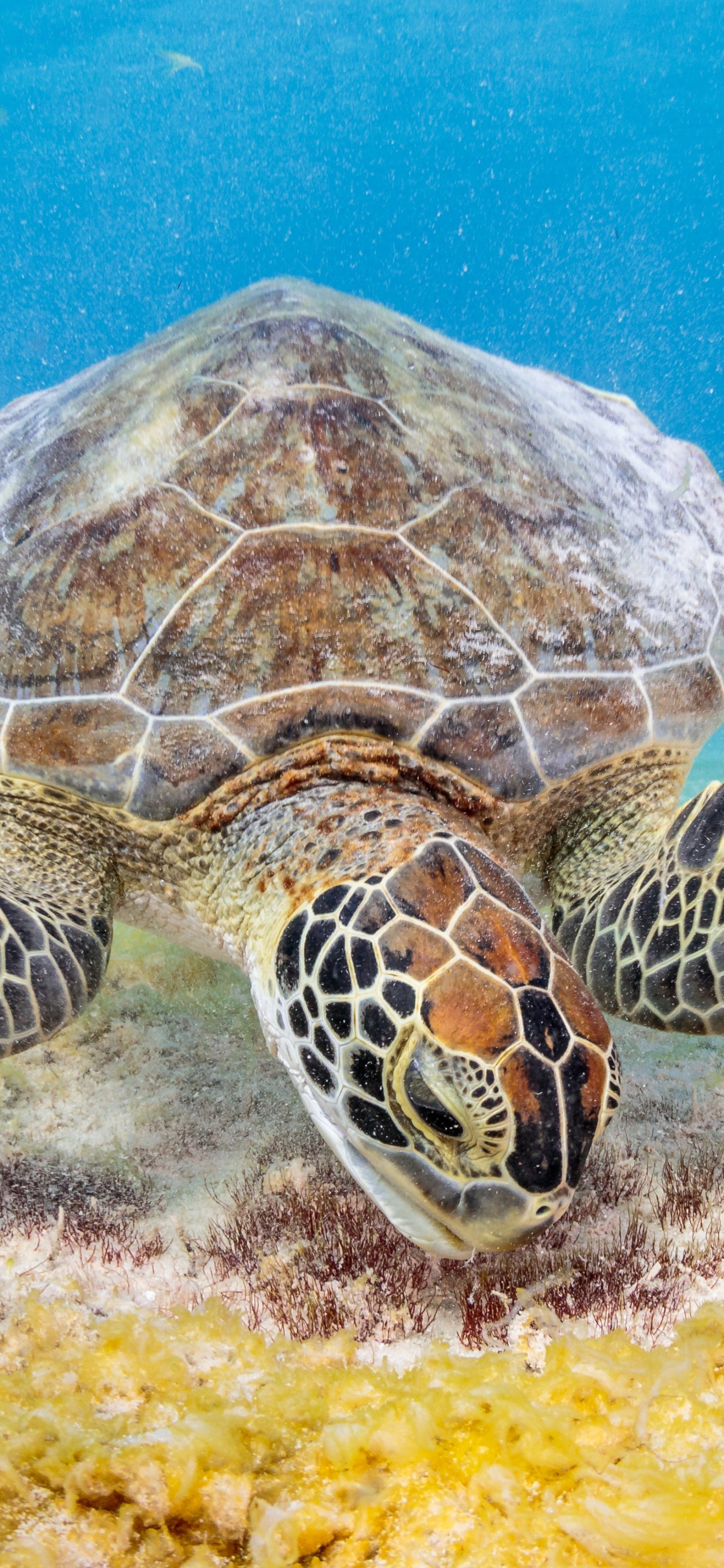 How old is the oldest turtle? Life expectancy of turtles and tortoises