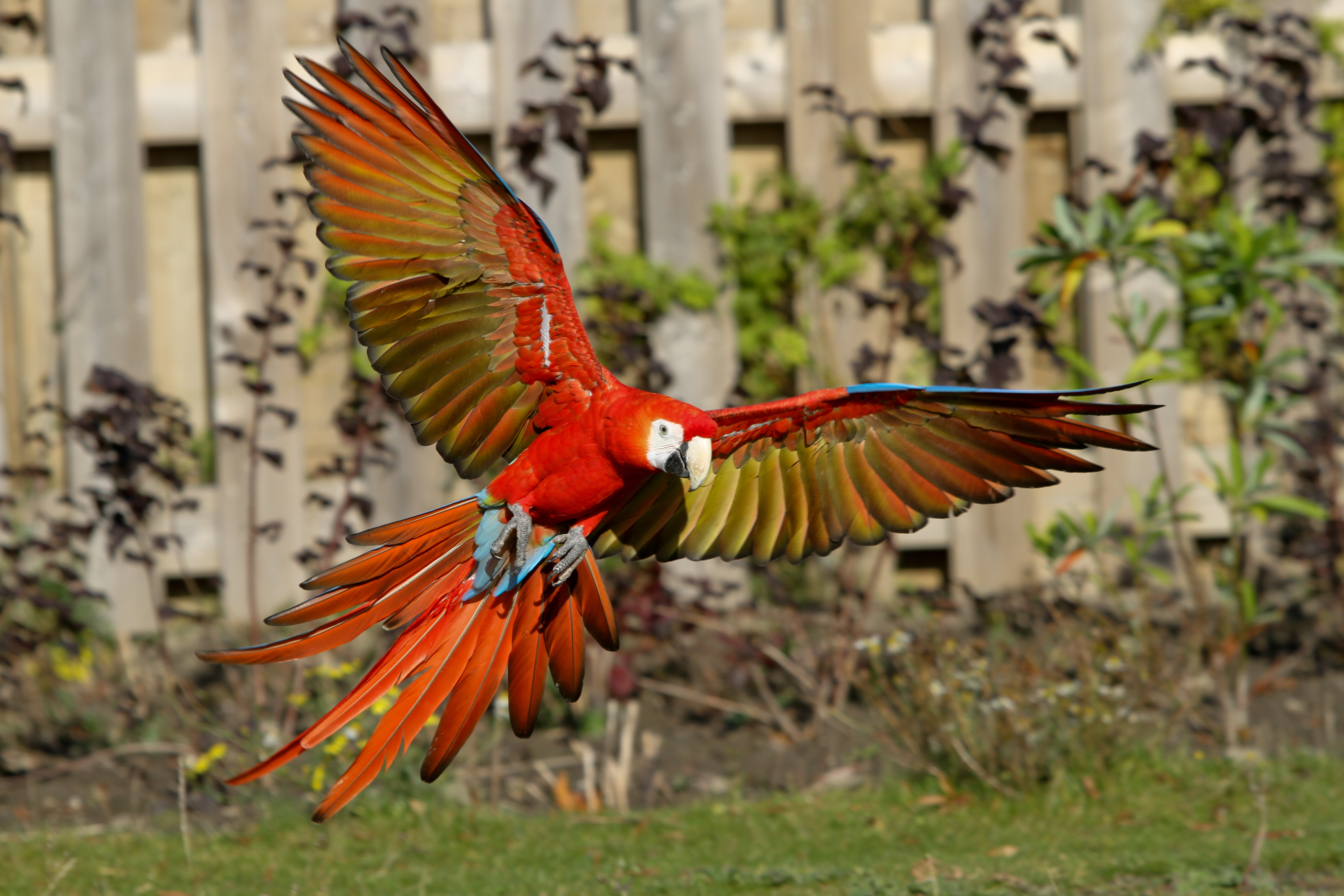 animal, scarlet macaw, birds cell phone wallpapers