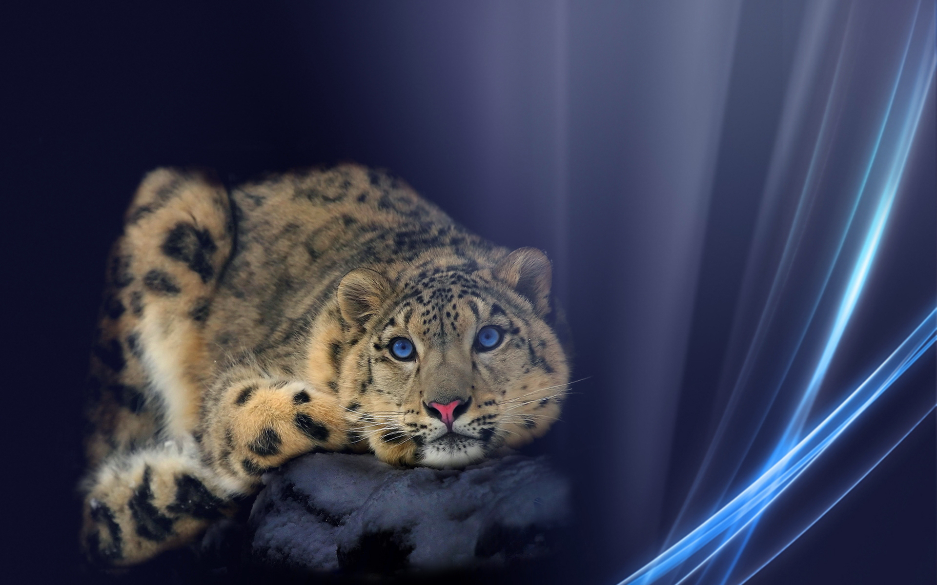 232683 Hintergrundbild herunterladen schneeleopard, tiere, katzen - Bildschirmschoner und Bilder kostenlos
