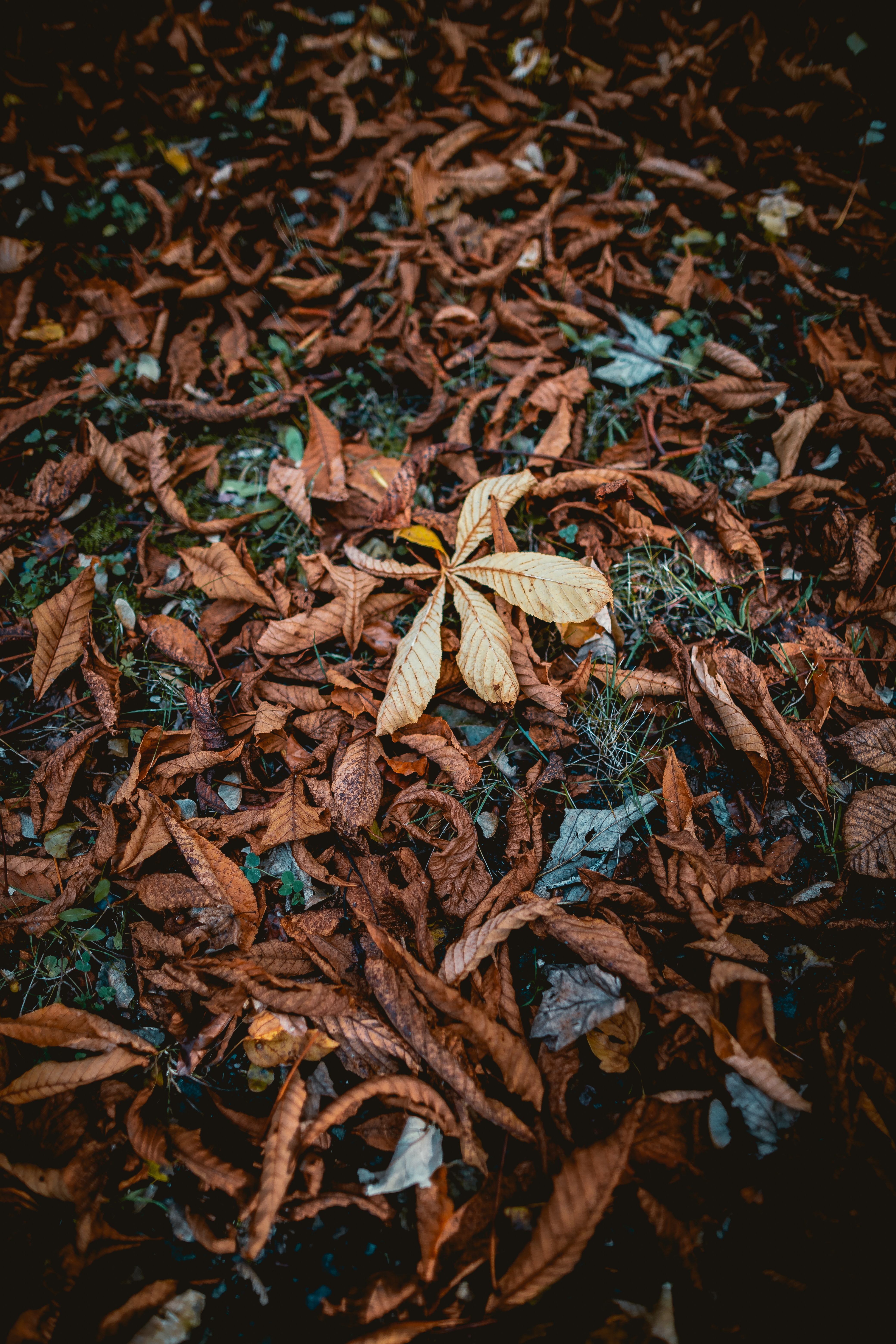 nature, grass, autumn, foliage, dry, fallen Smartphone Background