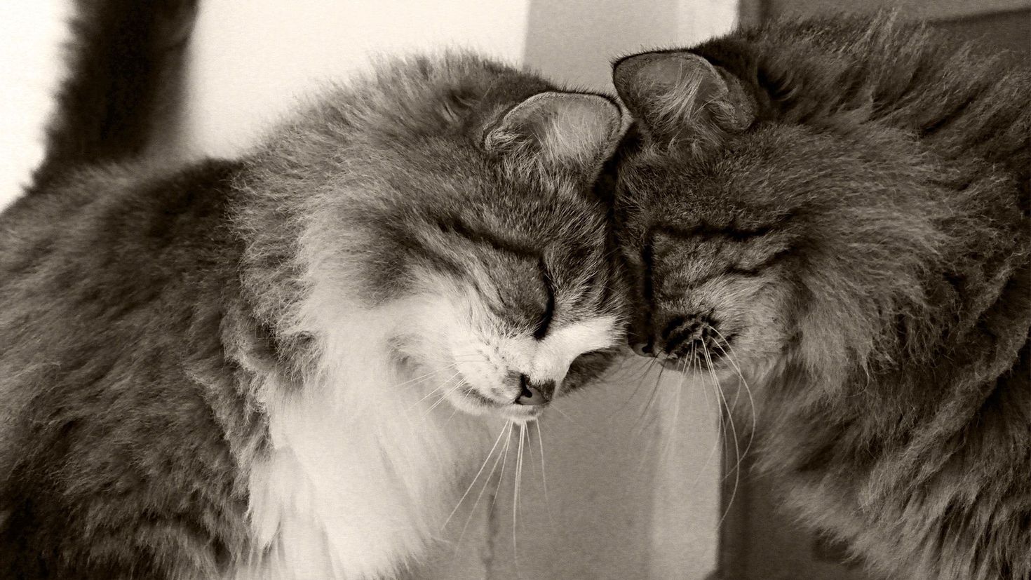 Картинки с любящими котиками. Влюбленные кошки. Влюбленный кот. Коты любовь. Кошки нежность.