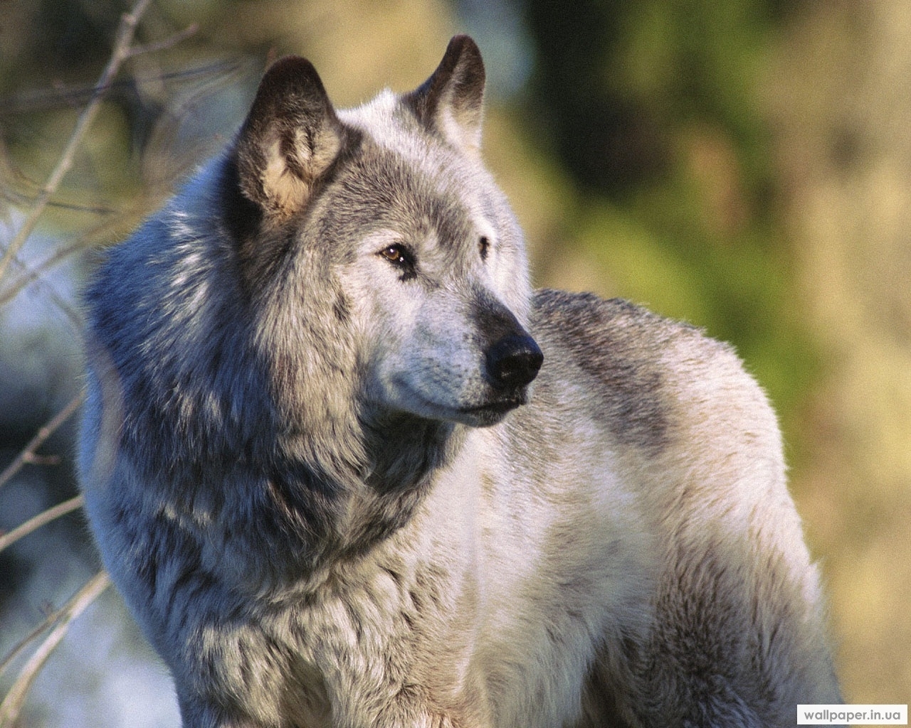 animals, wolfs wallpaper for mobile