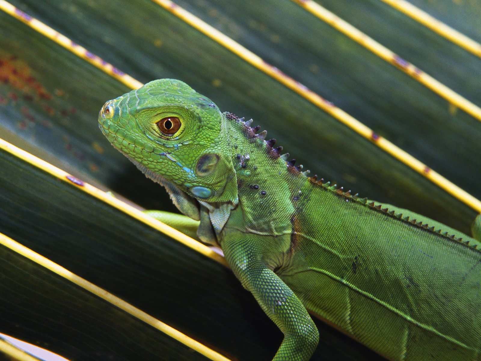 266241 descargar fondo de pantalla animales, iguana, verde, lagarto, reptil, reptiles: protectores de pantalla e imágenes gratis