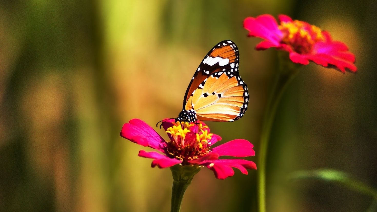 Красивые картинки на телефон бабочки