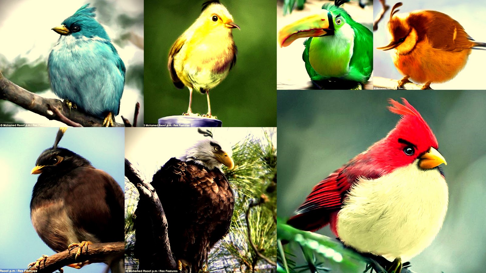 223702 Bildschirmschoner und Hintergrundbilder Angry Birds auf Ihrem Telefon. Laden Sie  Bilder kostenlos herunter