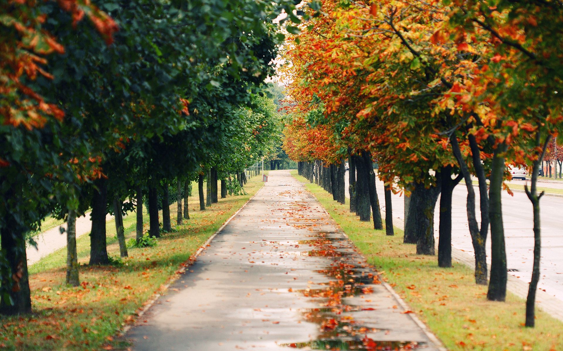 fall, park, nature, trees, autumn, wet, leaf fall, foliage, track