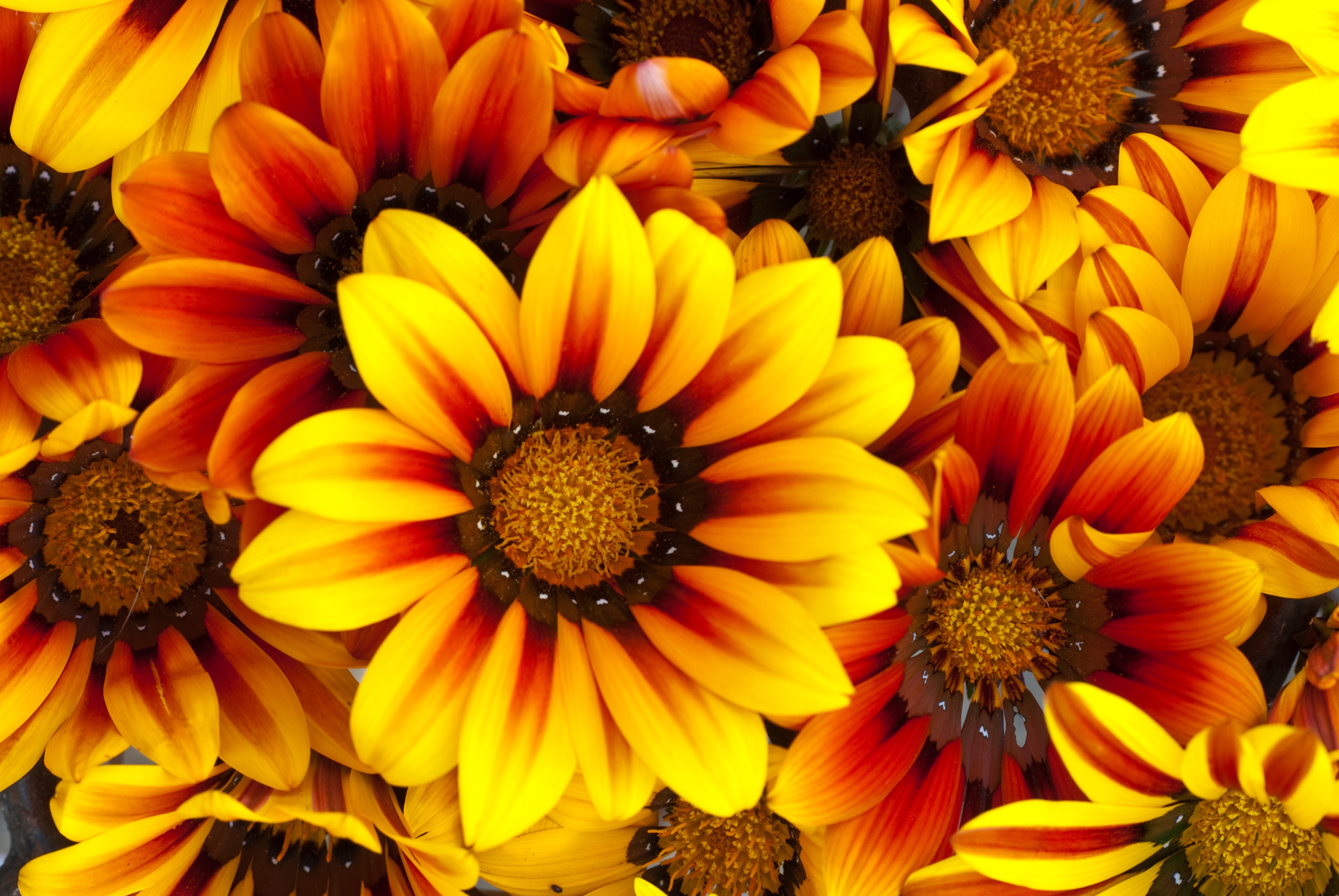 HD Gazania Android Images