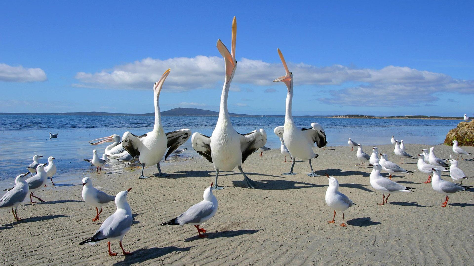 284002 Hintergrundbild herunterladen tiere, pelikan, strand, vogel, seemöve, vögel - Bildschirmschoner und Bilder kostenlos