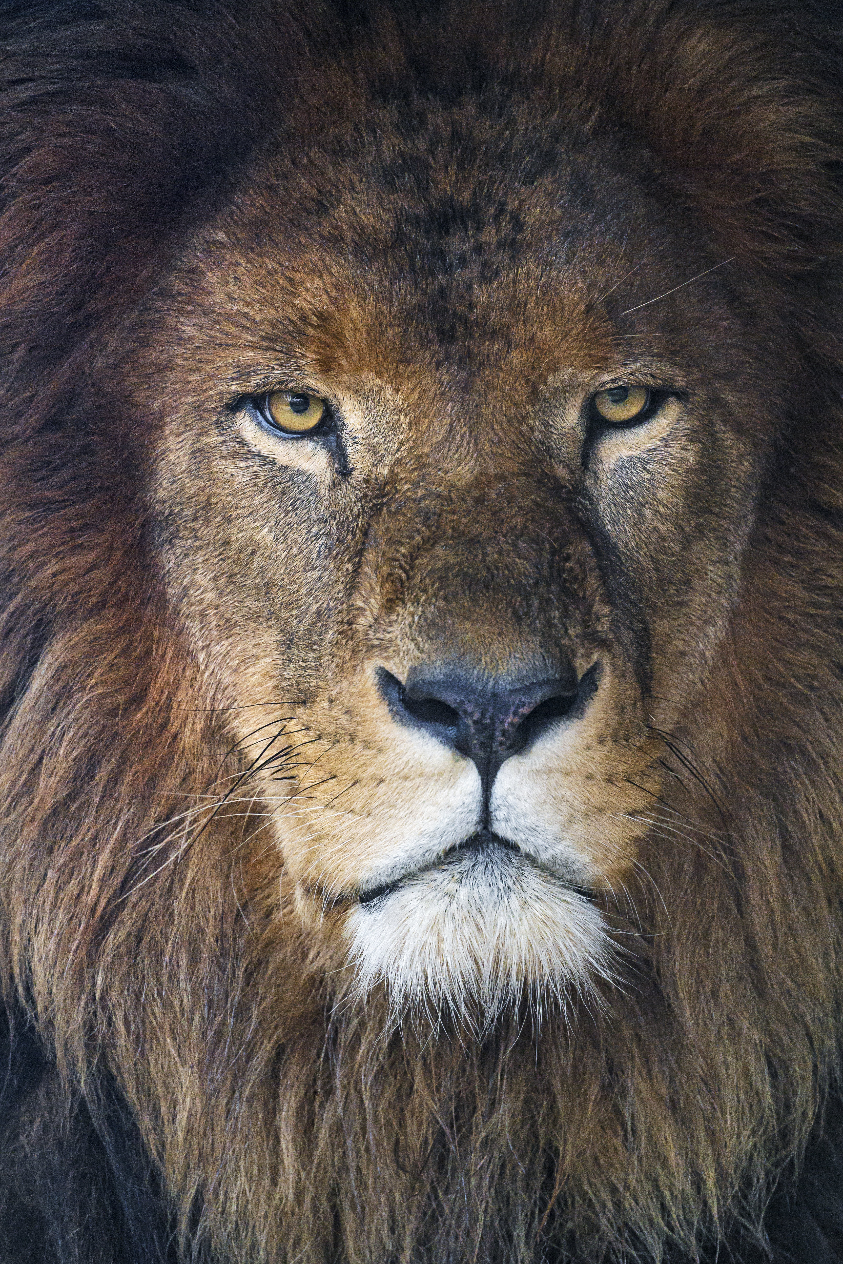 mane, lion, animals, predator, sight, opinion cellphone