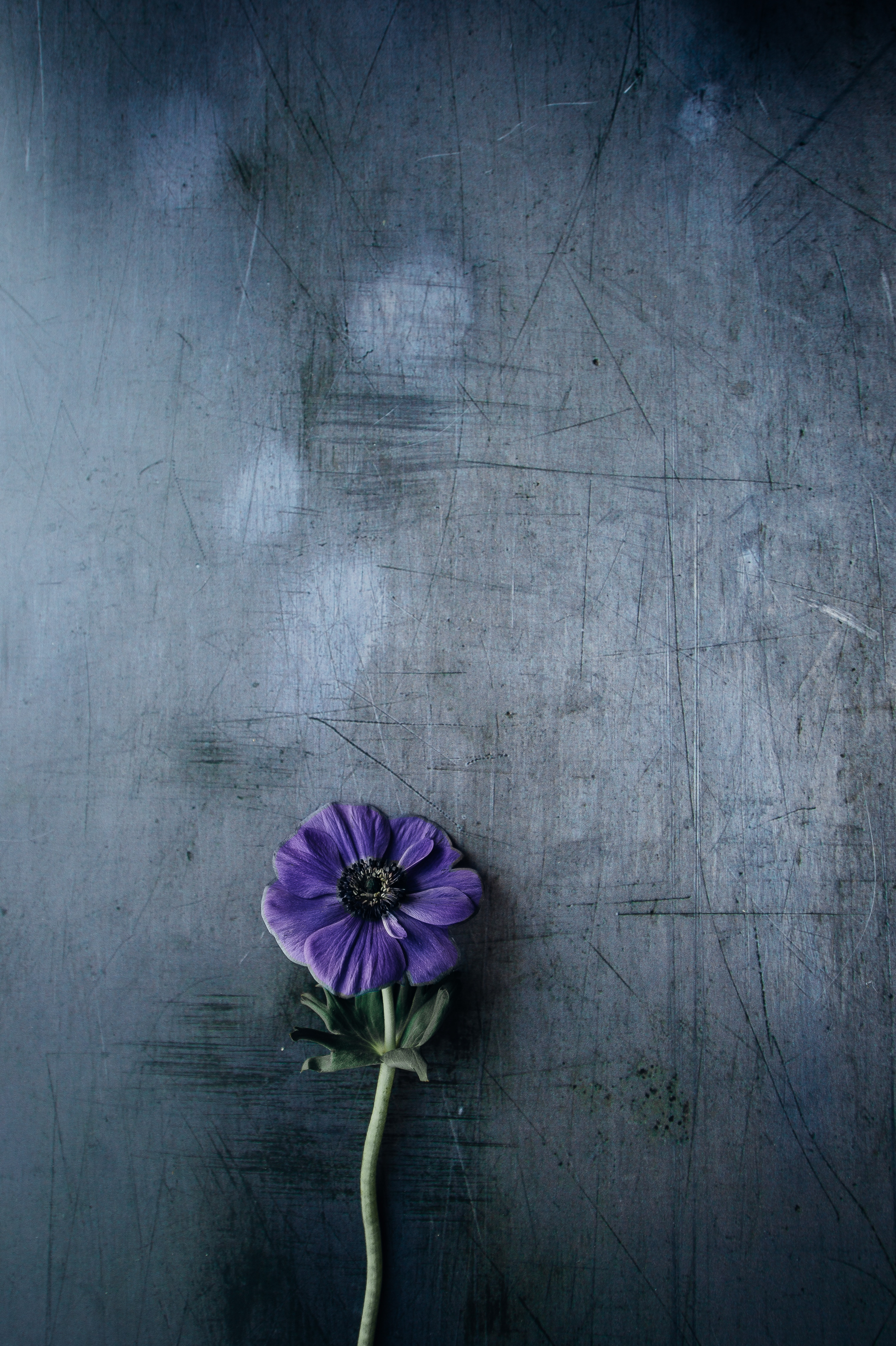 background, purple, flowers, violet, flower, stem, stalk 5K