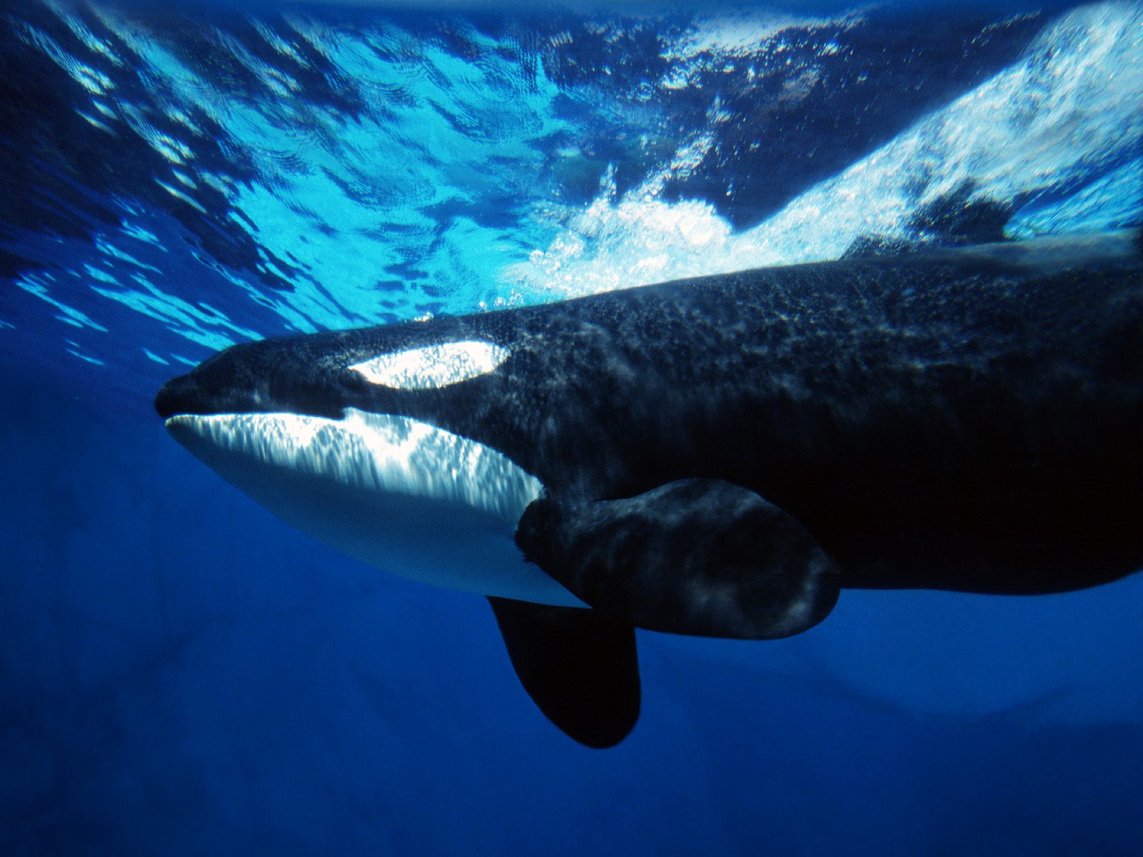 animal, whale, killer whale HD wallpaper