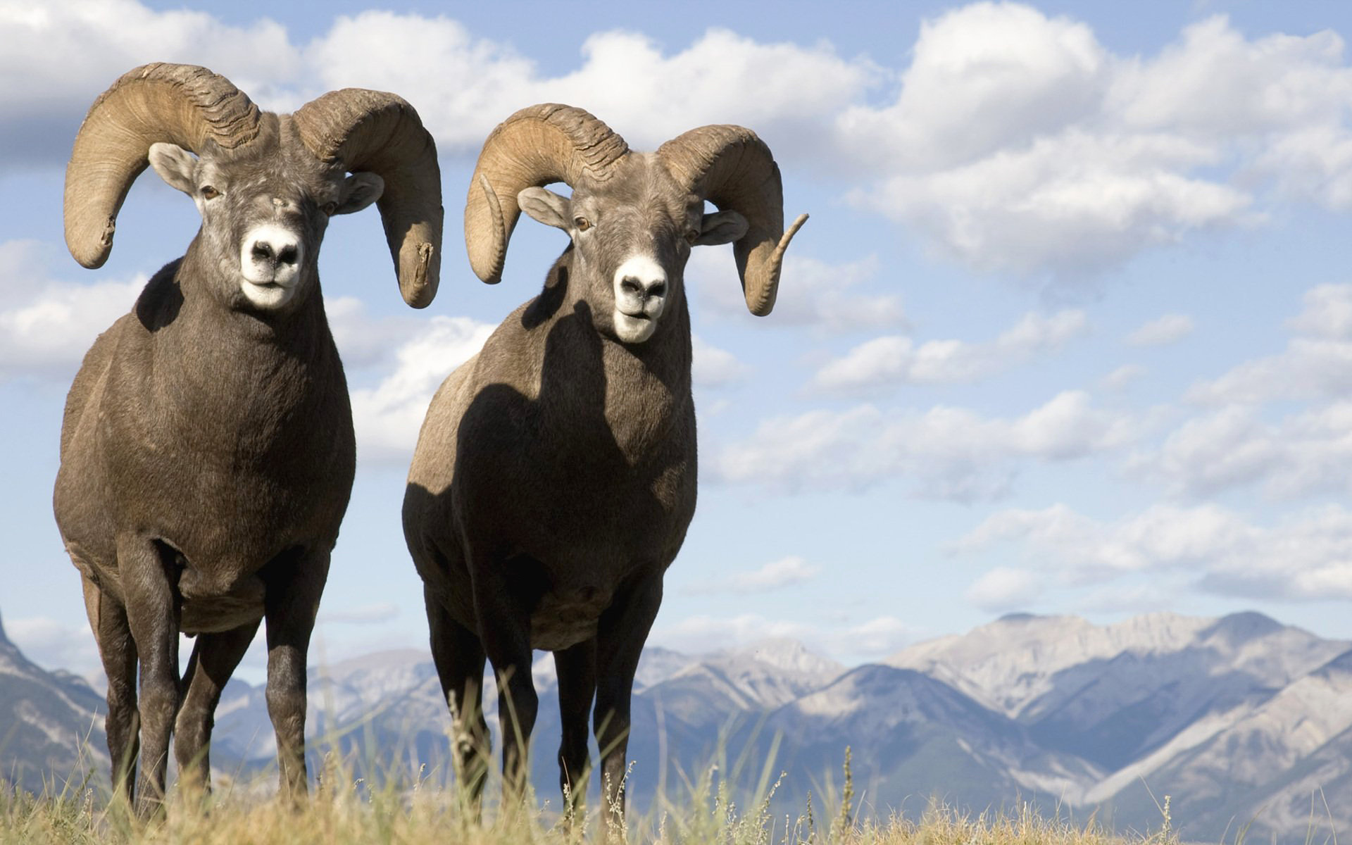 Free HD sheep, animal, horns, mountain sheep, mountain