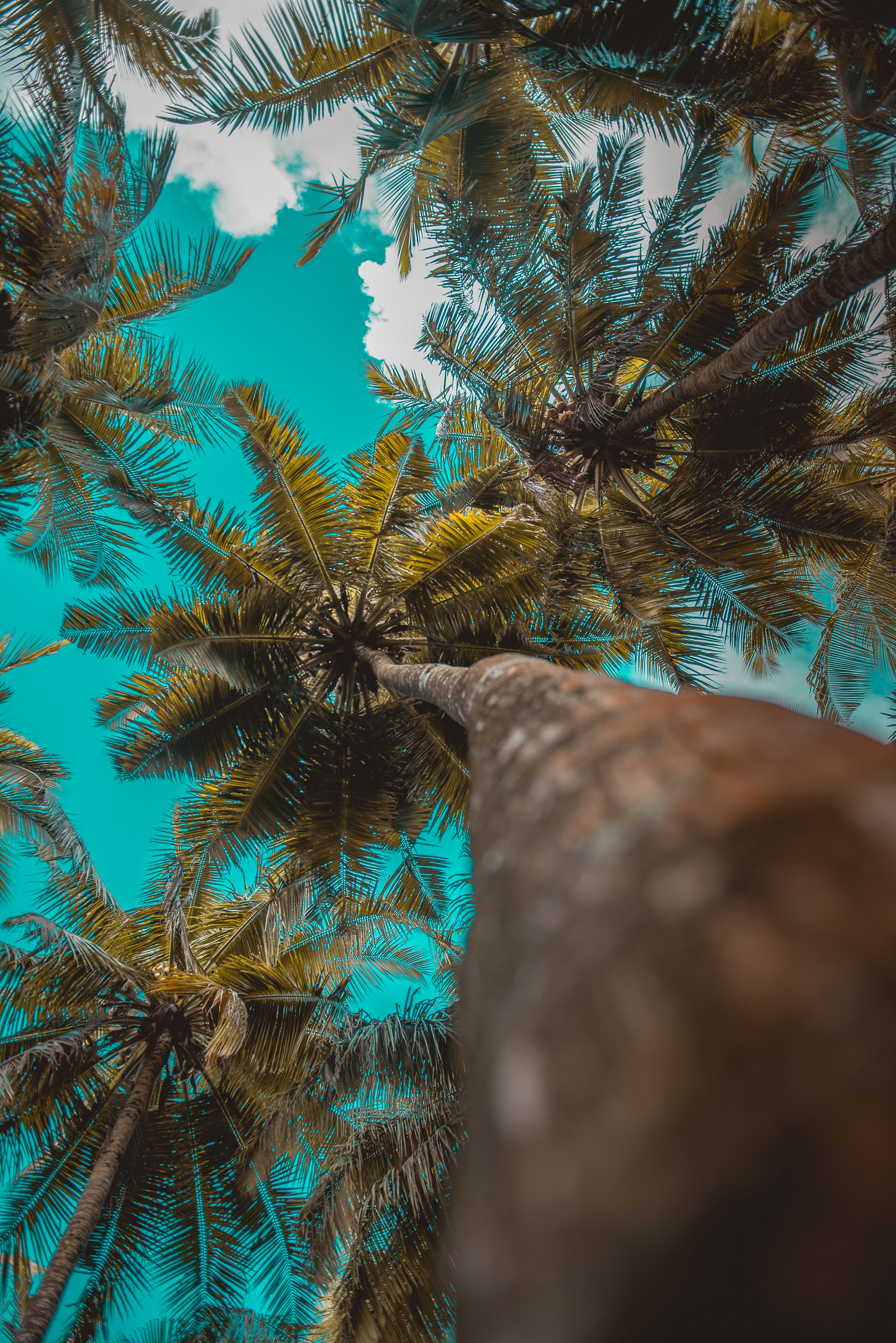 sky, palms, nature, trees, clouds, branches, tropics phone background