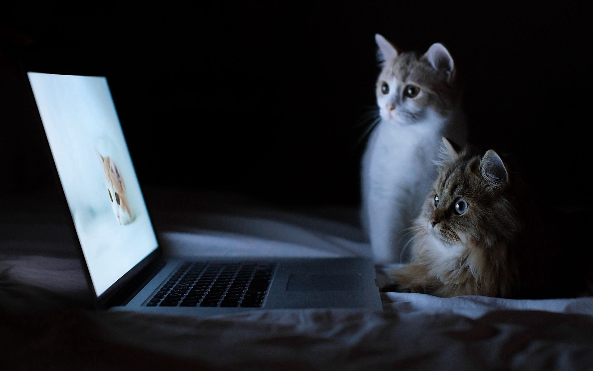 Cats Desktop Background Image