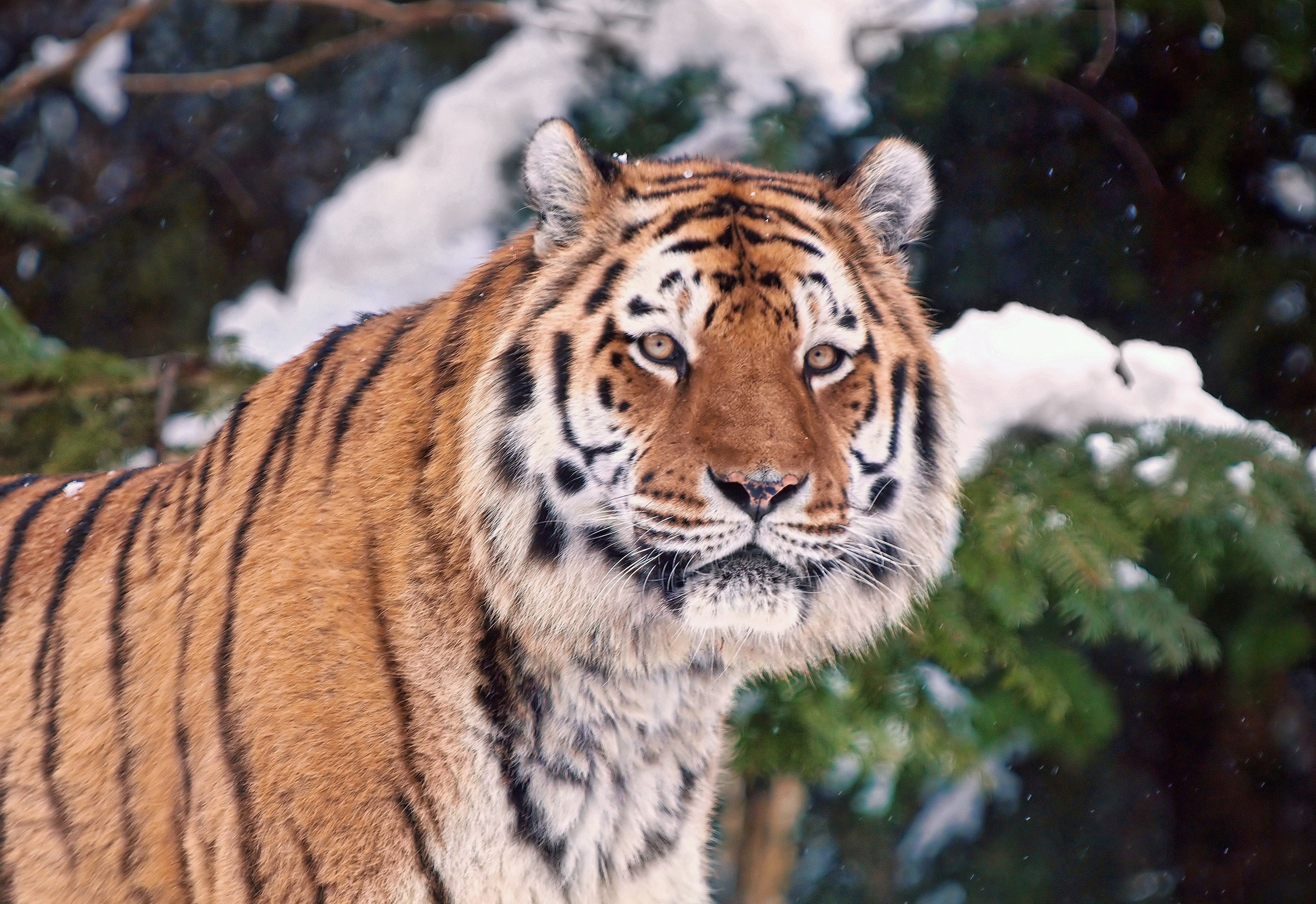 Скачати мобільні шпалери Тварини, Сніг, Дерева, Морда, Тигр безкоштовно.